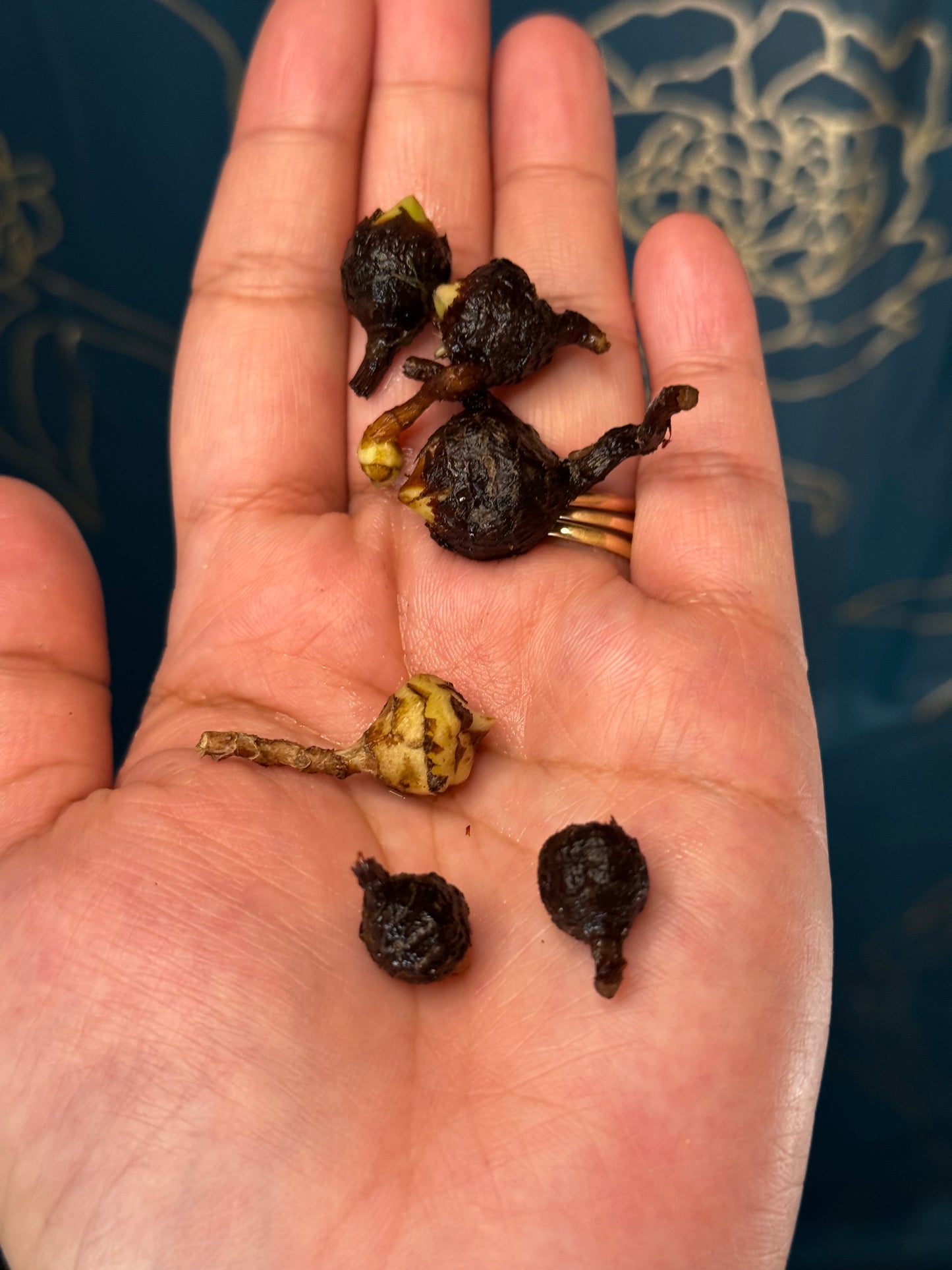 Alocasia Regal Shield Aurea/Gold ‘Corm’