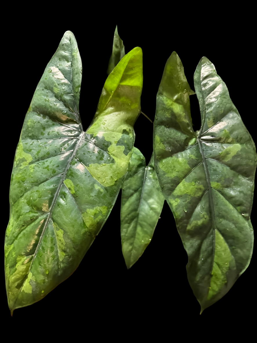 Alocasia Variegated Corazon
