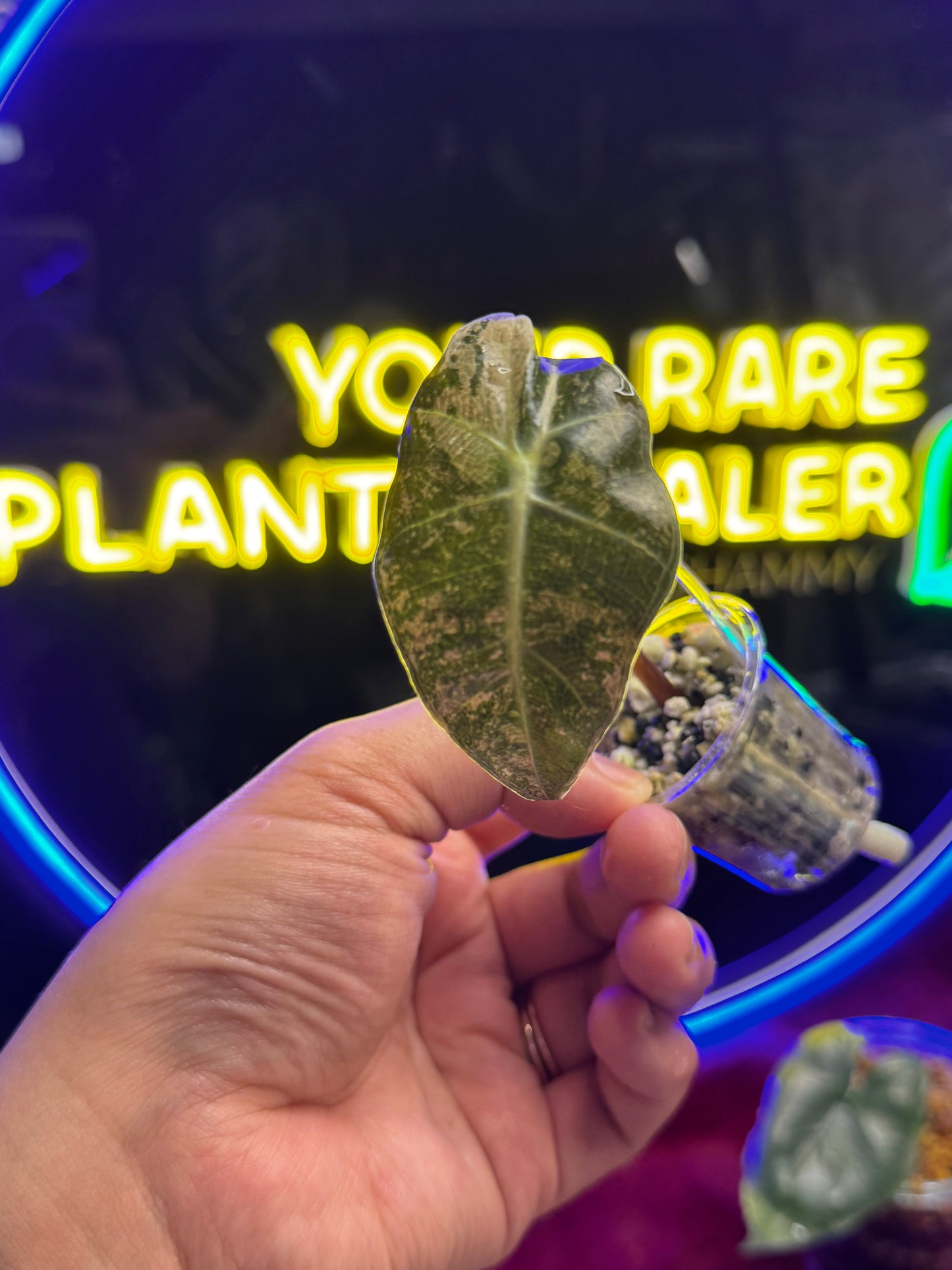 Alocasia Amazonica Poly Albo/Pink