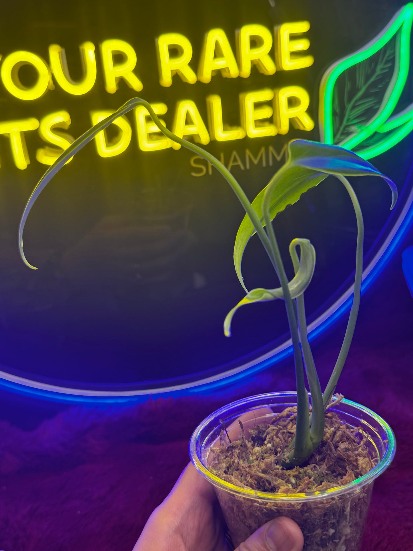 Monstera Burlemarx Flame