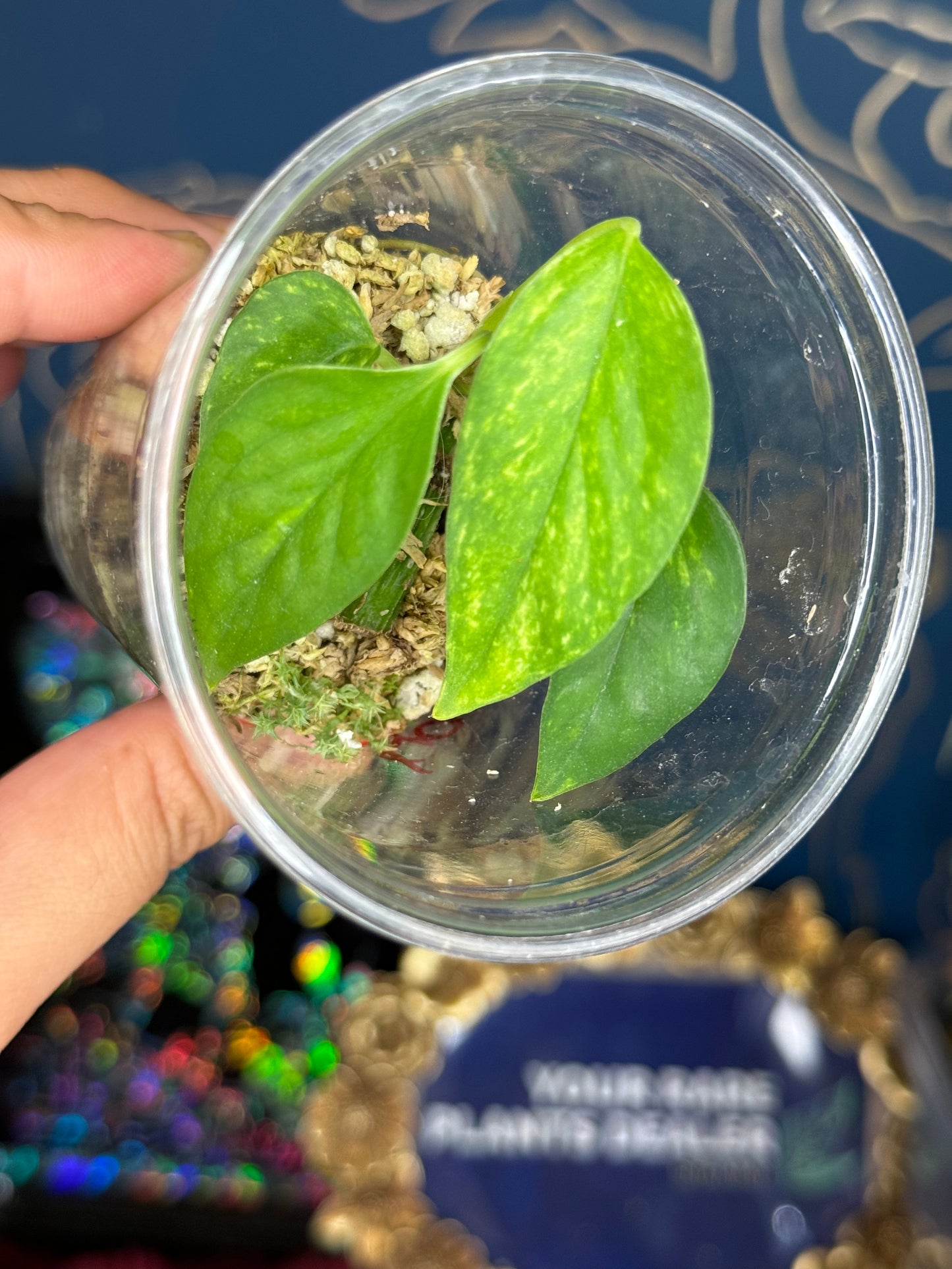 Epipremnum Pinnatum Yellow Flame