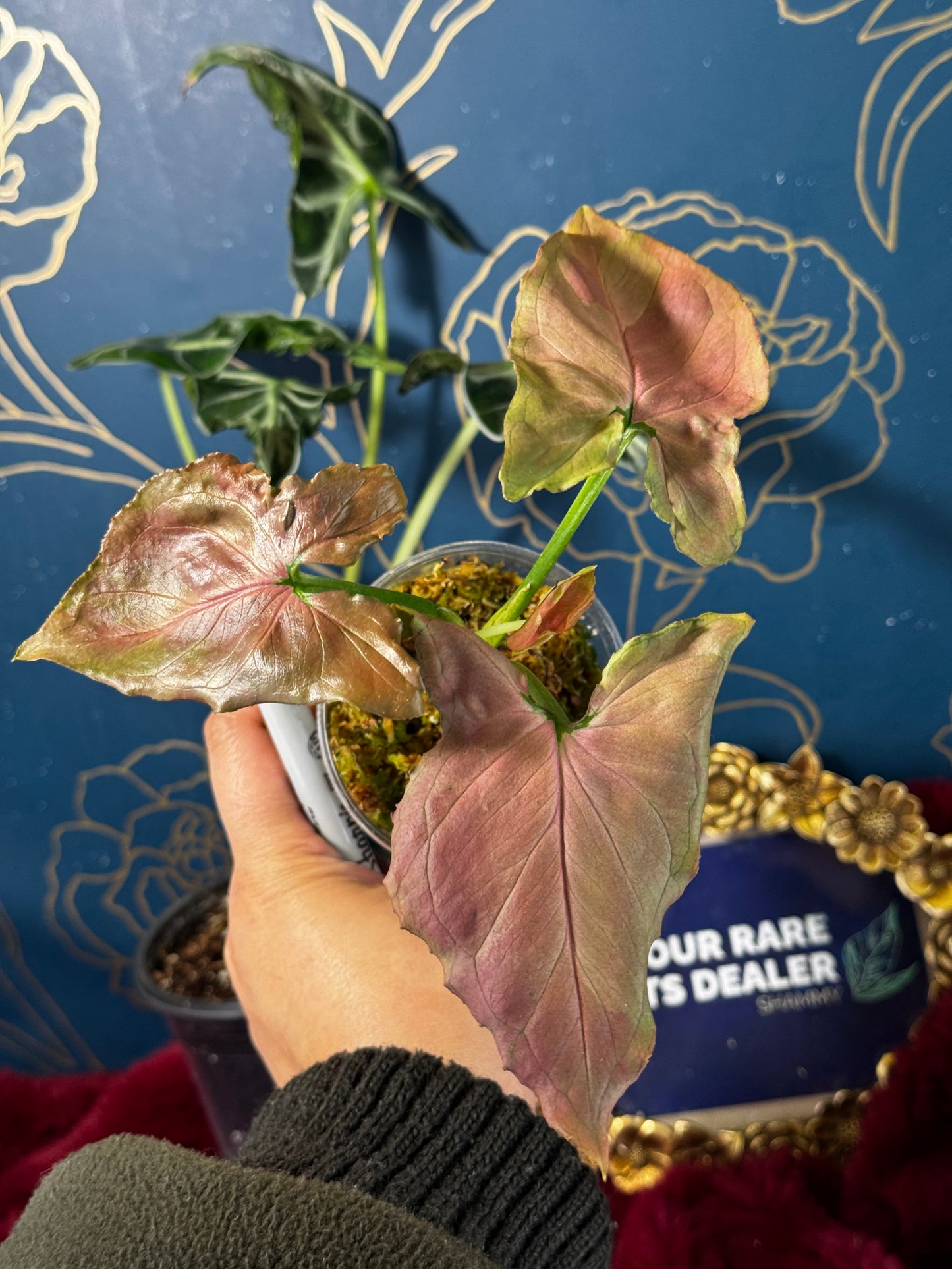 Syngonium Pink on Pink Perfection