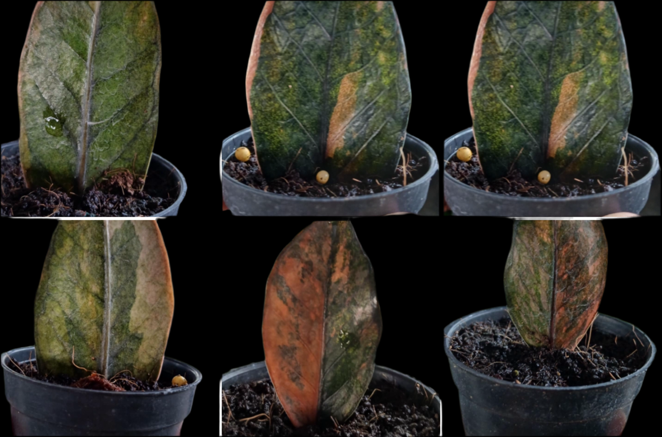 Zamioculcas zamiifolia Black Variegated (Preorder)