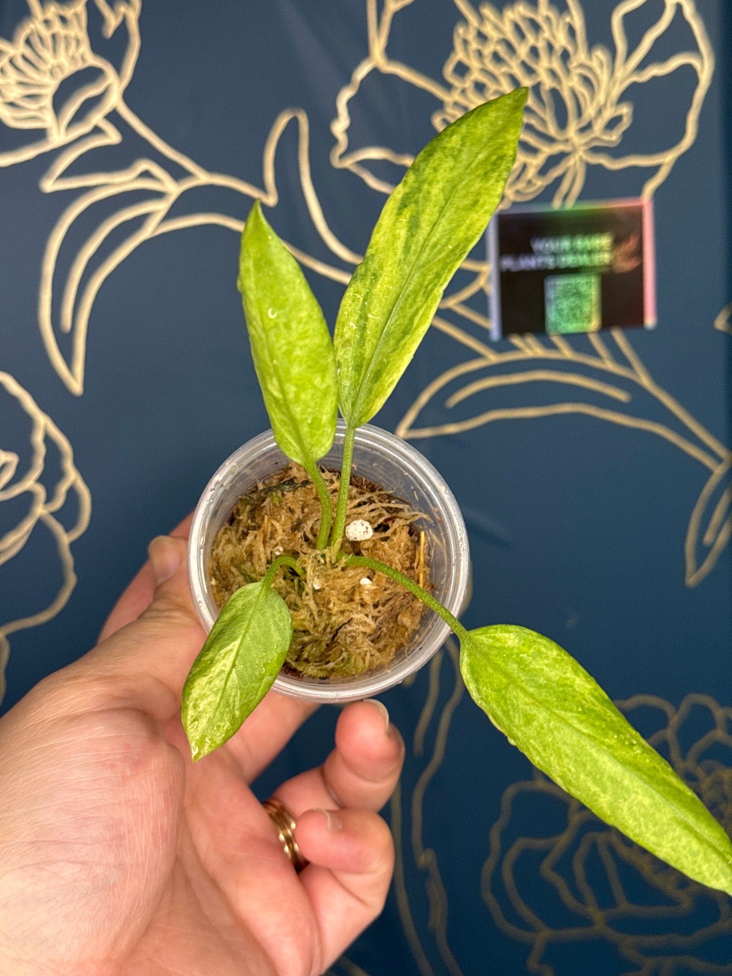 Anthurium Vittarifolium Variegated