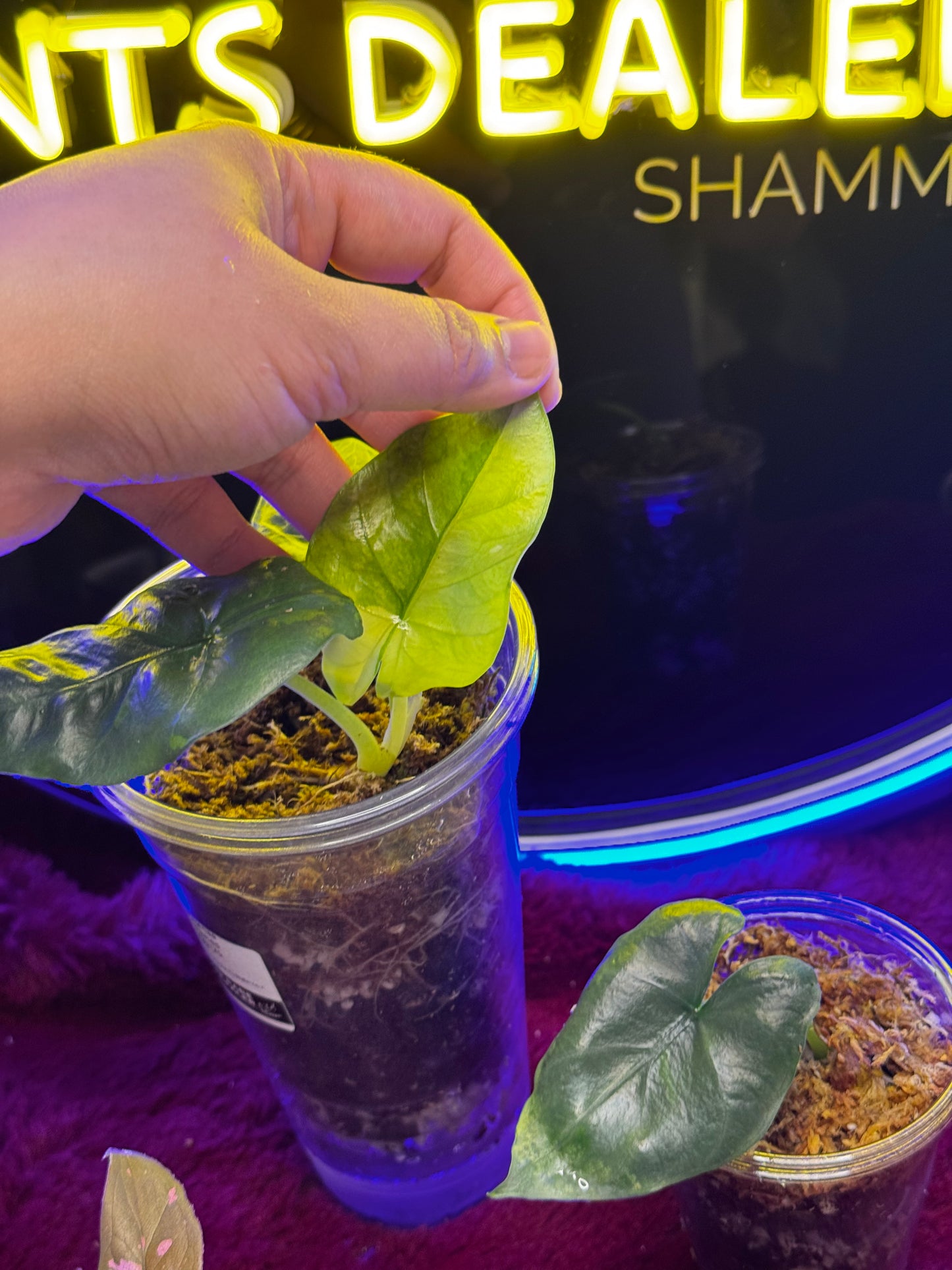 Alocasia Reginae Albo ‘Pup’