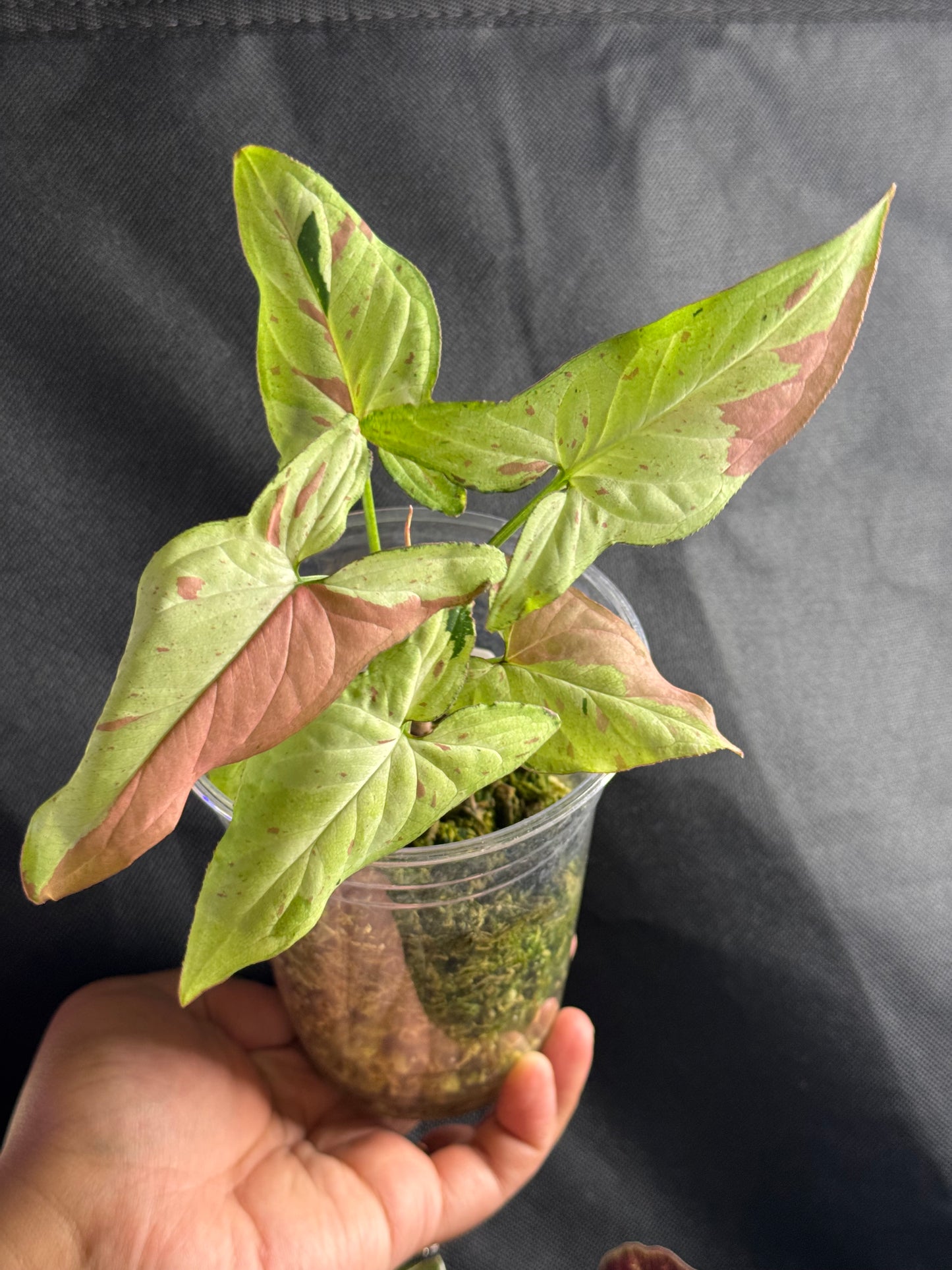 Syngonium Greentea Salmon