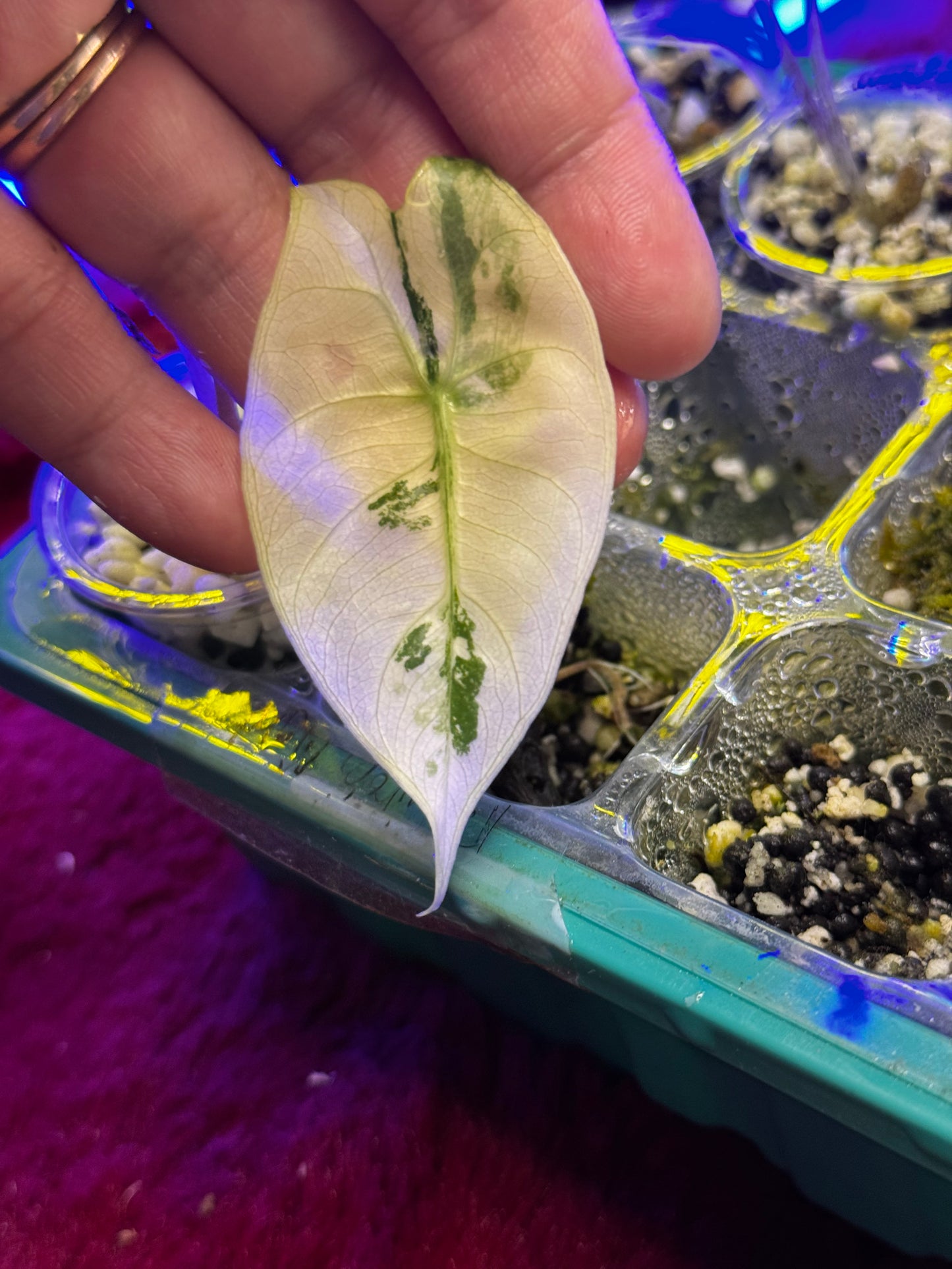 Alocasia Nairobi Nights “Pup”