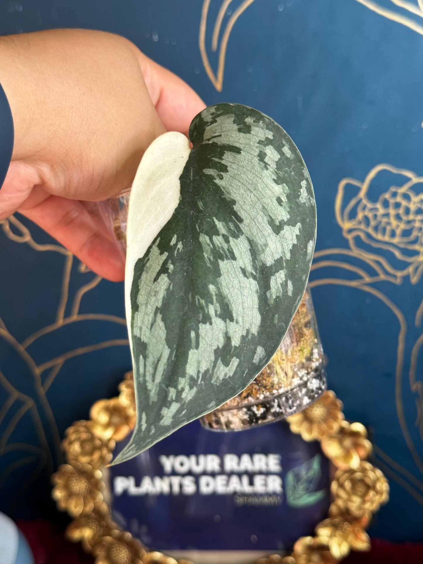 Scindapsus Mariposa 🦋