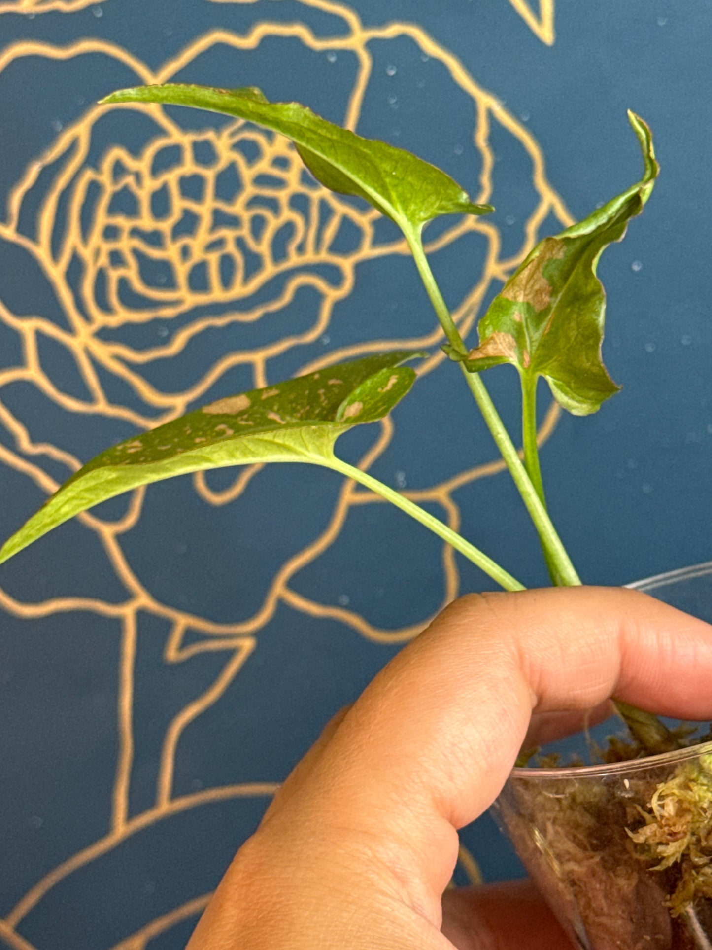 Syngonium Pink Splash Allusion