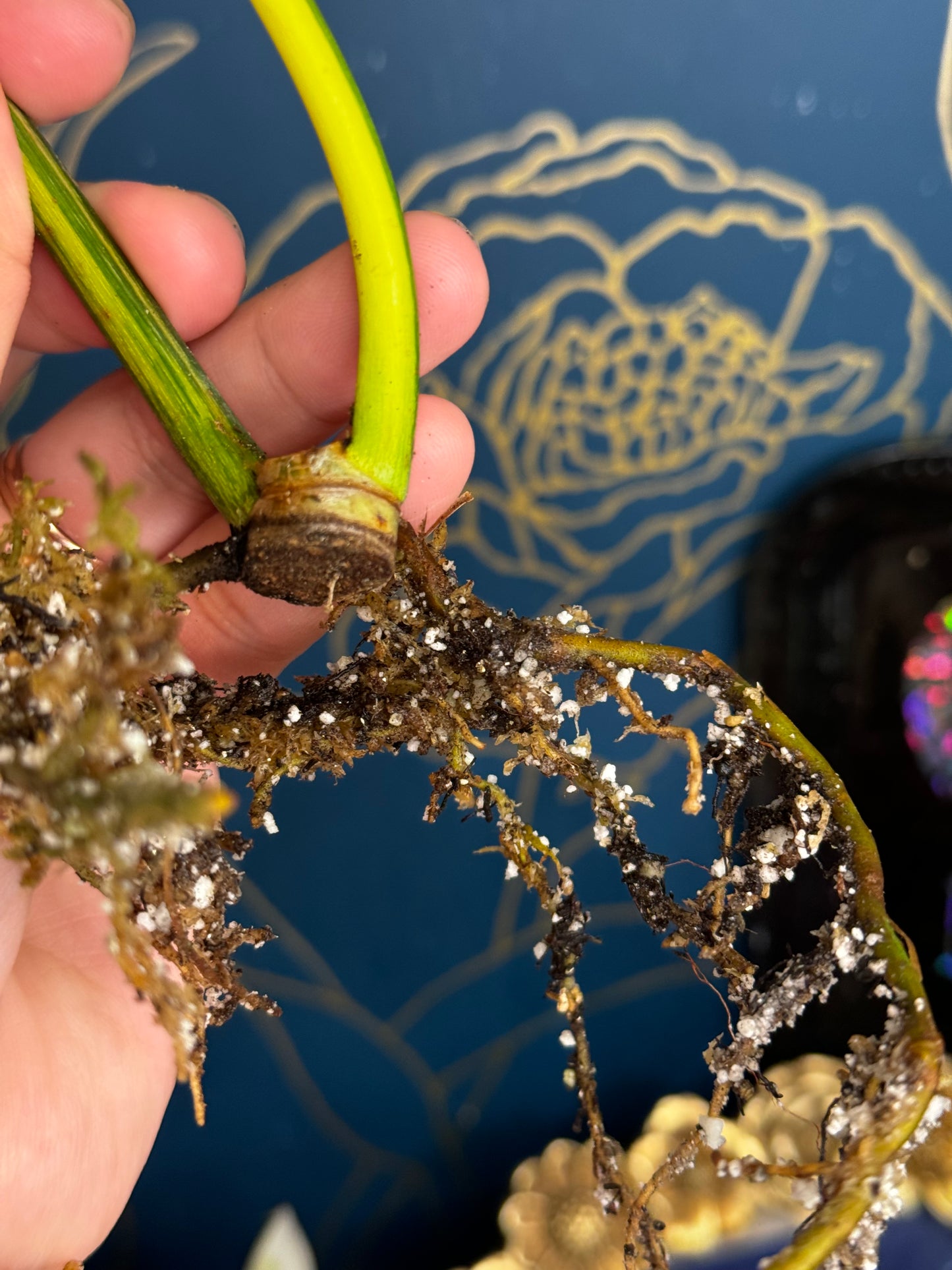 Philodendron Variegated Joepii