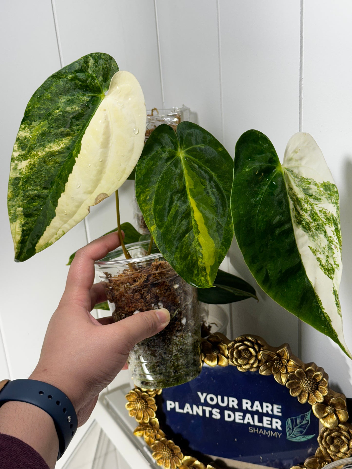 Anthurium papillilaminum x green mamba