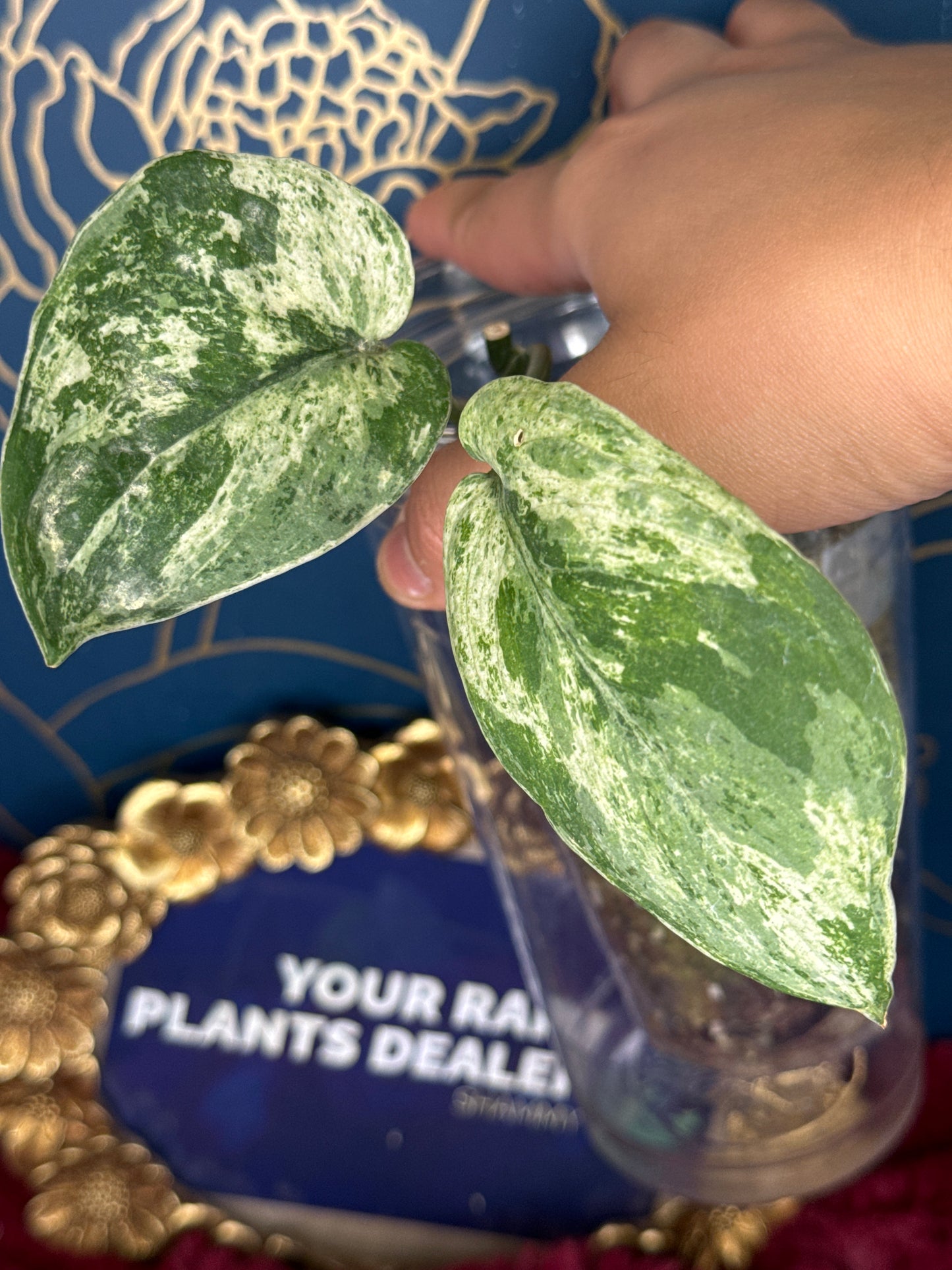 Scindapsus Darkcloud Variegated