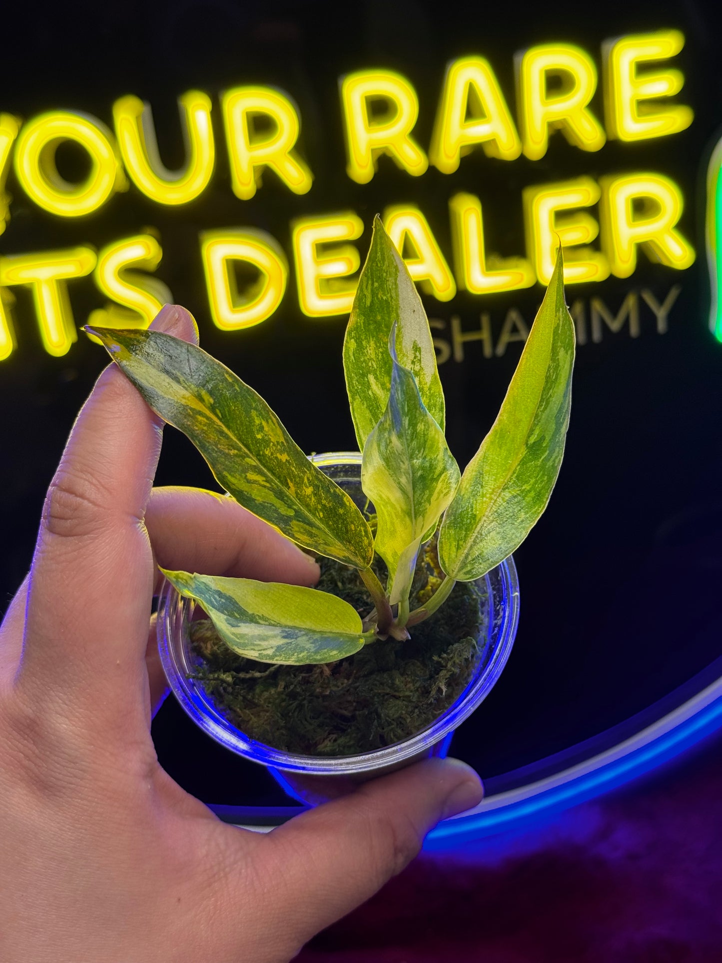 Philodendron Fire Tiger