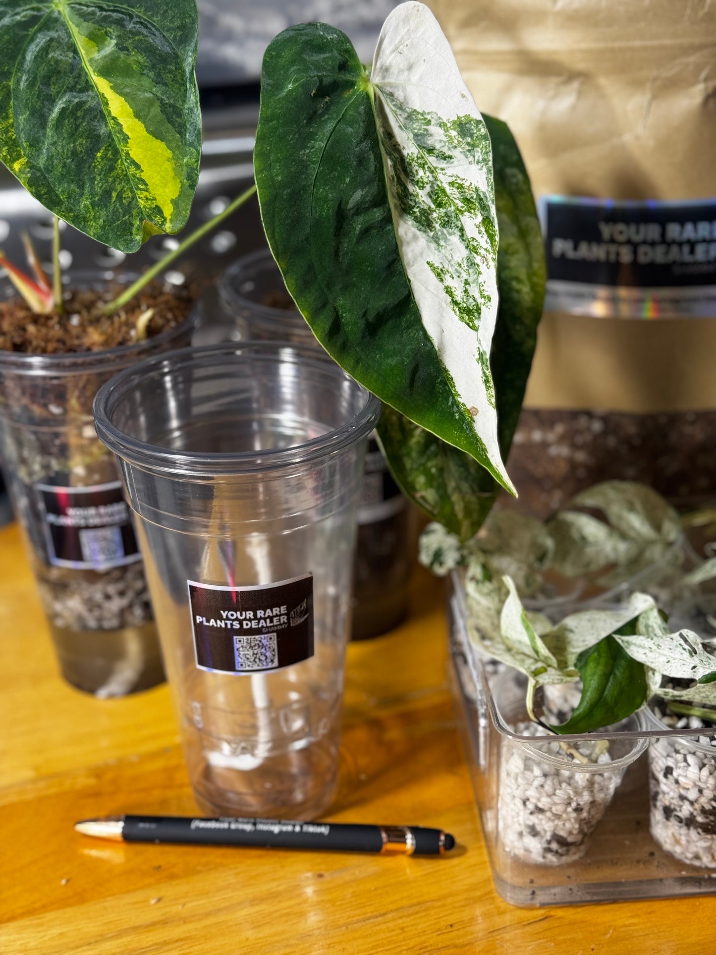 Clear Self Watering System Pot 24oz