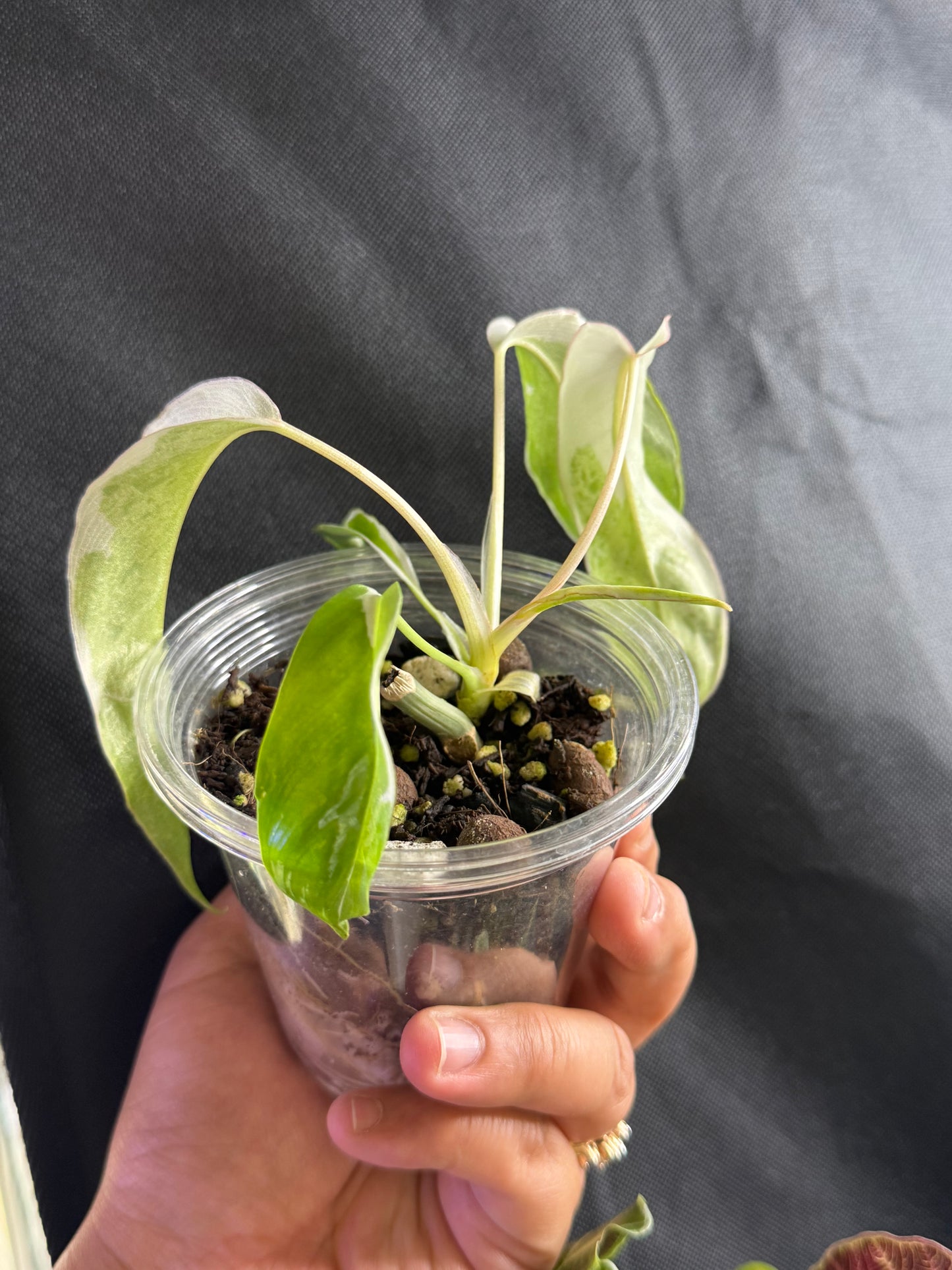Philodendron Paraiso Verde Albo Lava