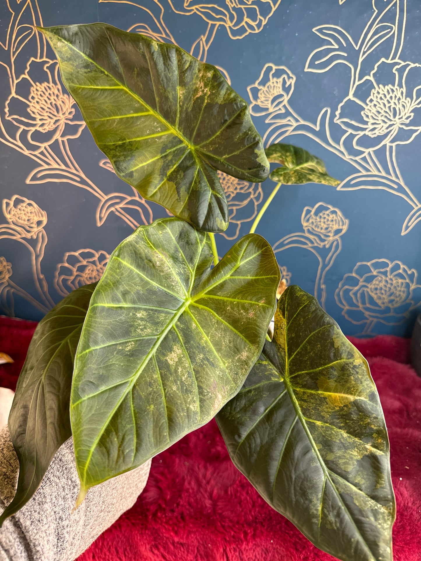 Alocasia Regal Shield Aurea(with Hints of Pink)