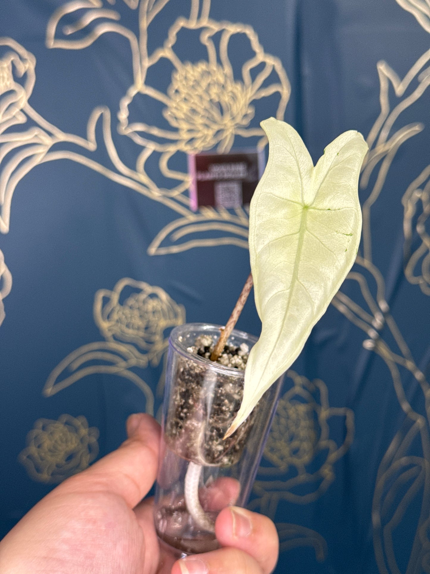 Alocasia Tigrina Superba Variegated
