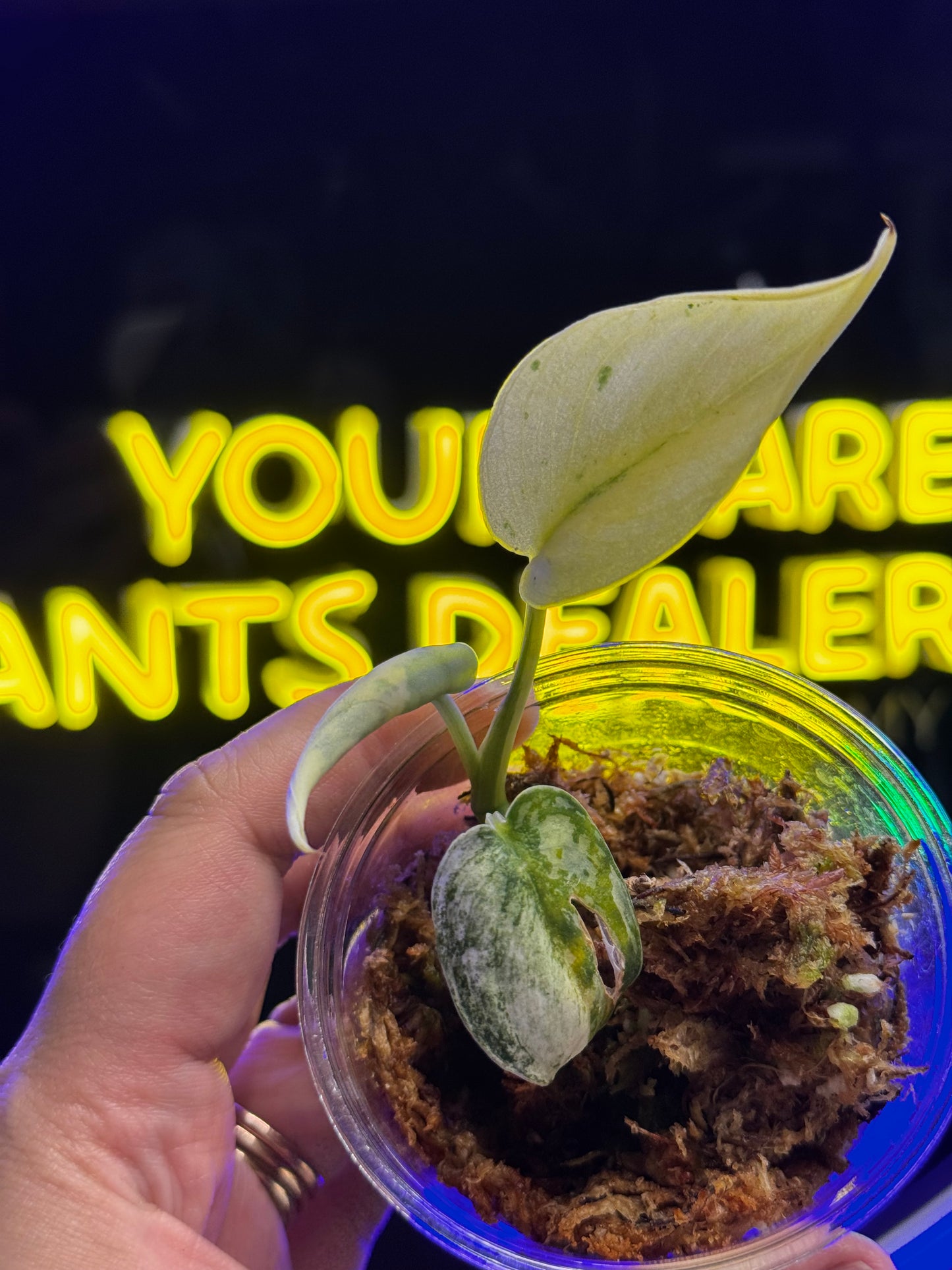 Scindapsus Mariposa 🦋 (Mint Mutation)