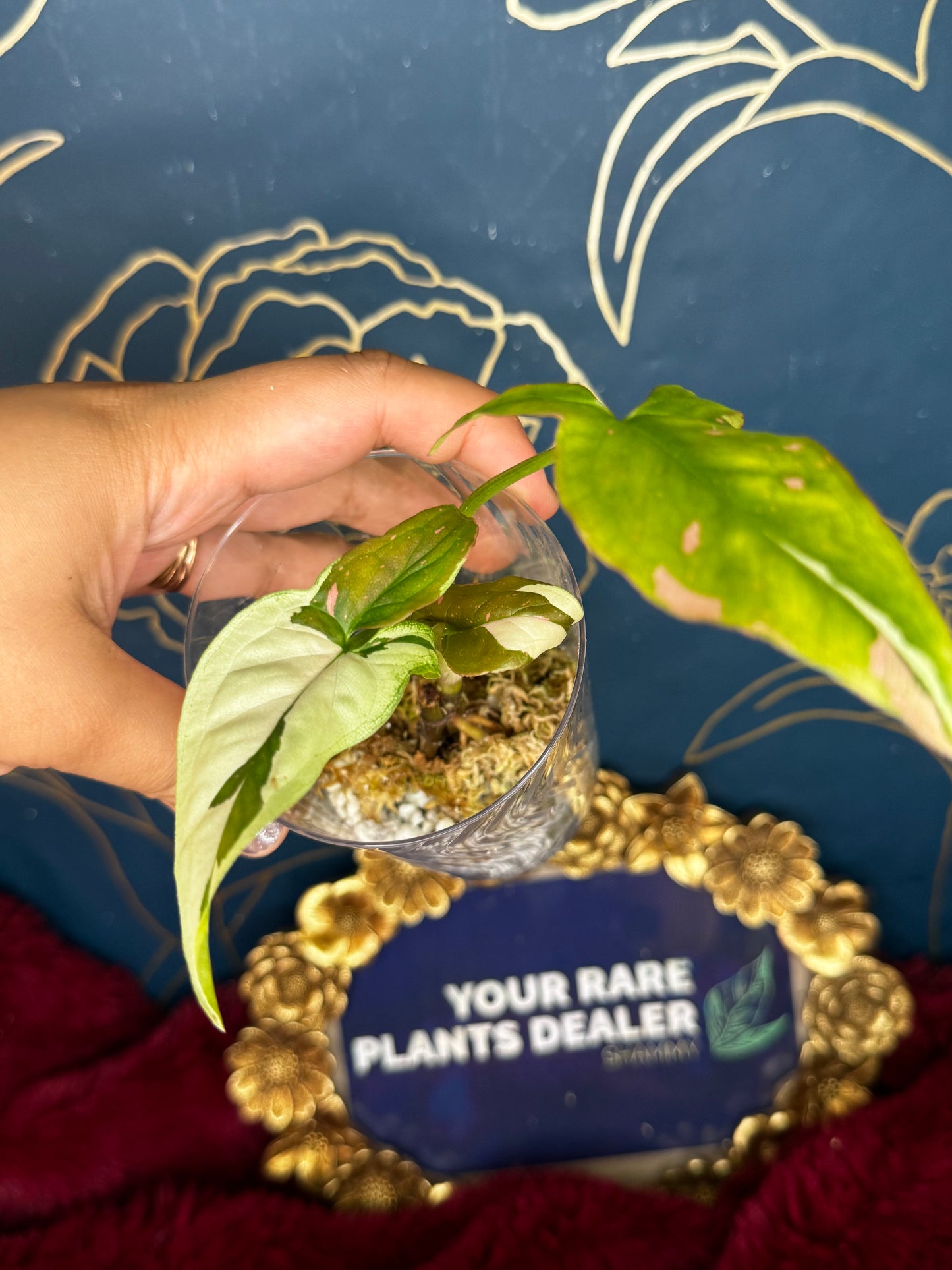 Rare Syngonium Combo for LAC