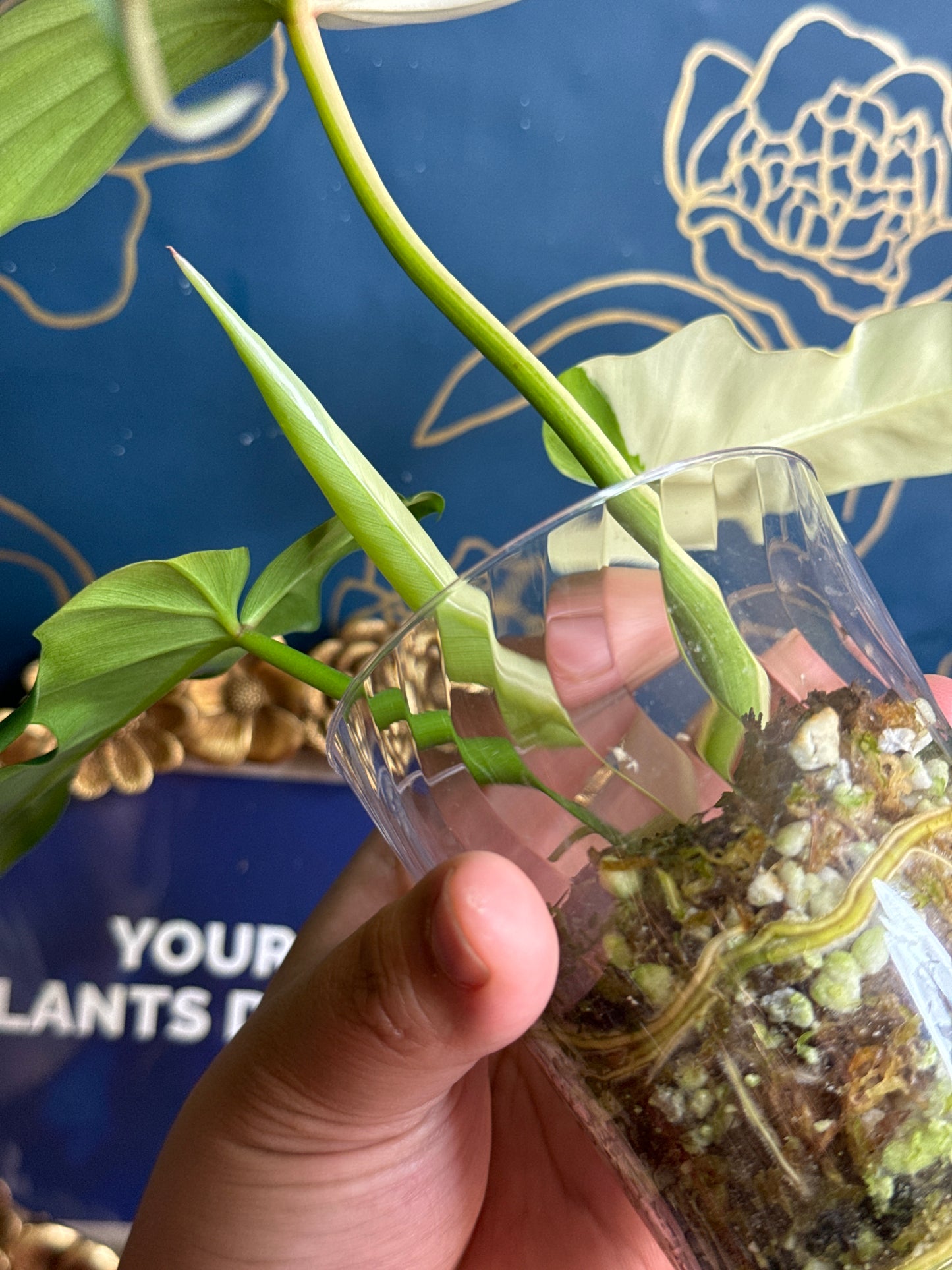 Philodendron Golden Dragon Variegated