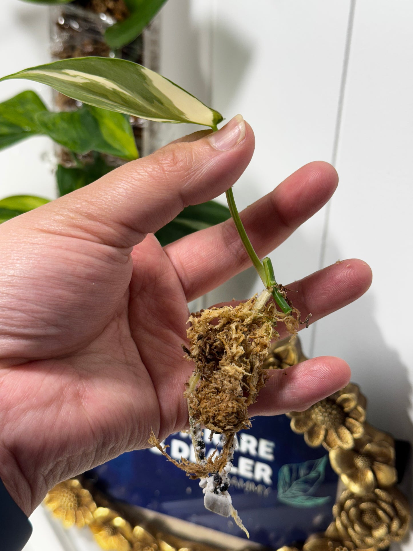 Philodendron Heartleaf Albo & Jacklyn Aurea