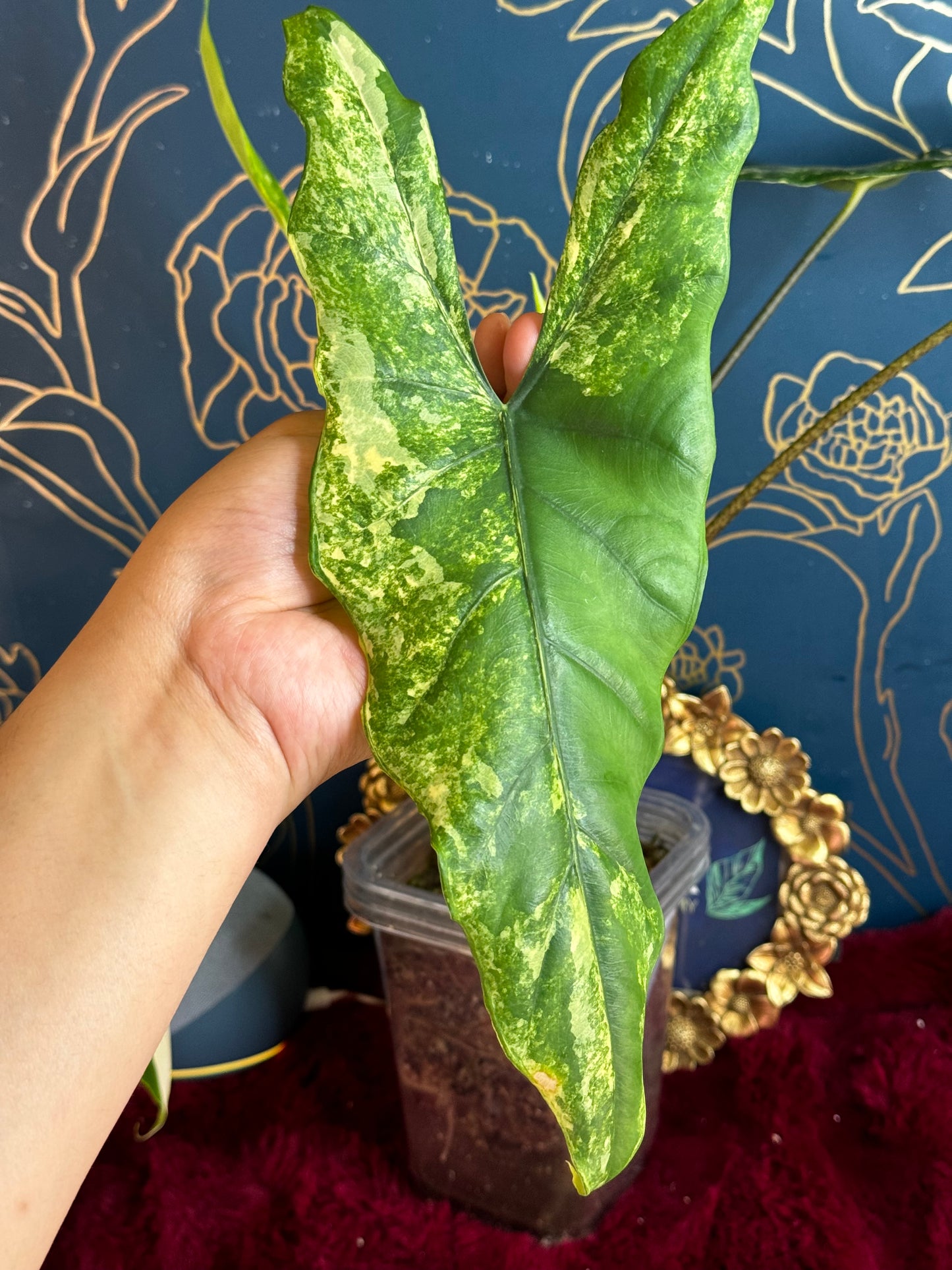 Alocasia Boyceana Tricolor “Corm” 🦄