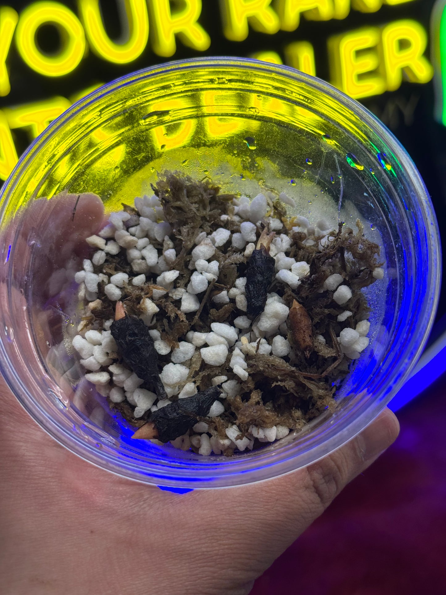 Alocasia Nairobi Nights ‘Corm’