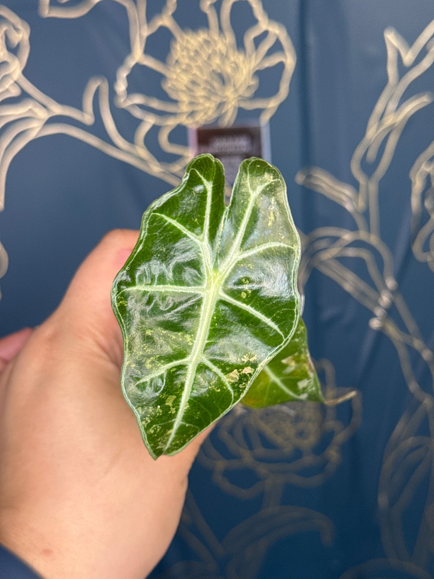 Alocasia Amazonica Poly Albo/Pink