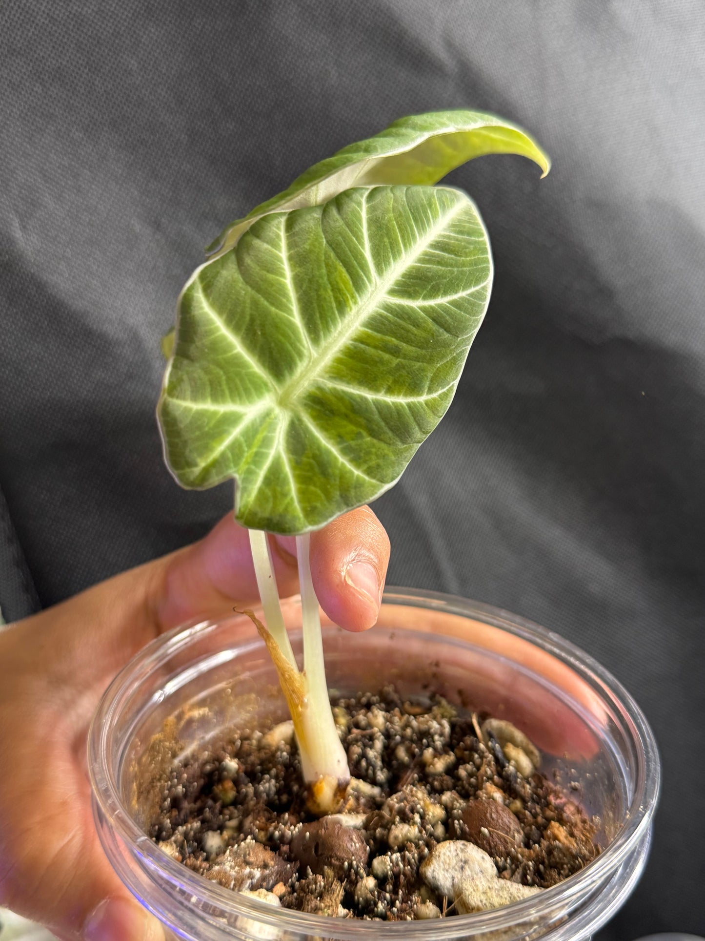 Alocasia Black Velvet Aurea/Gold
