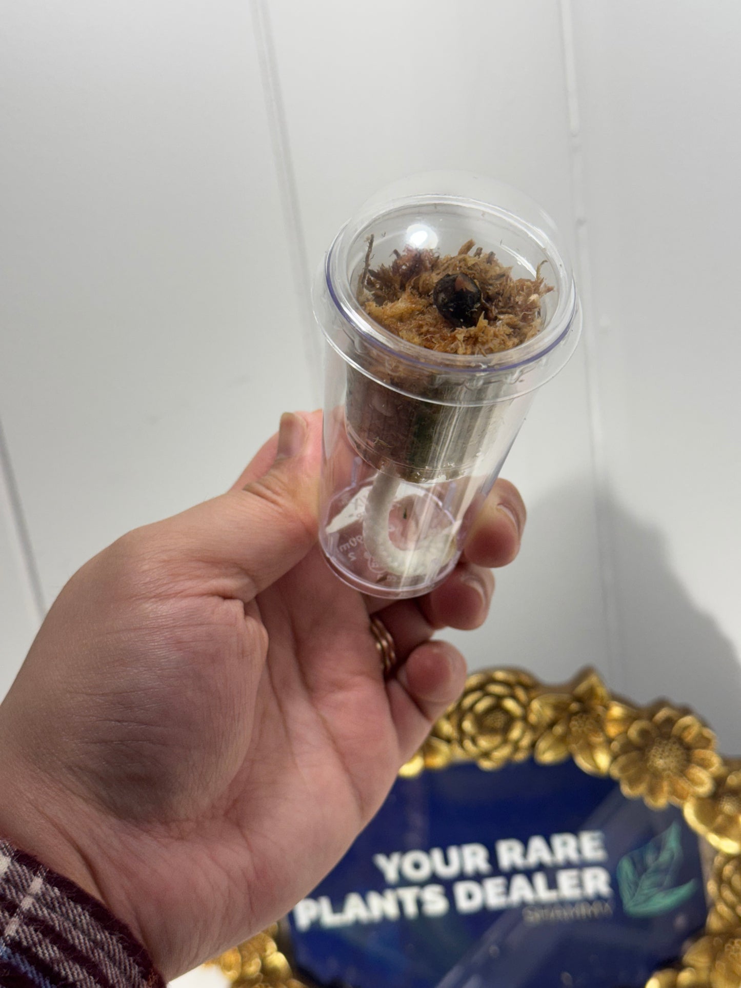 Self-Watering pot 1oz plant-start with dome