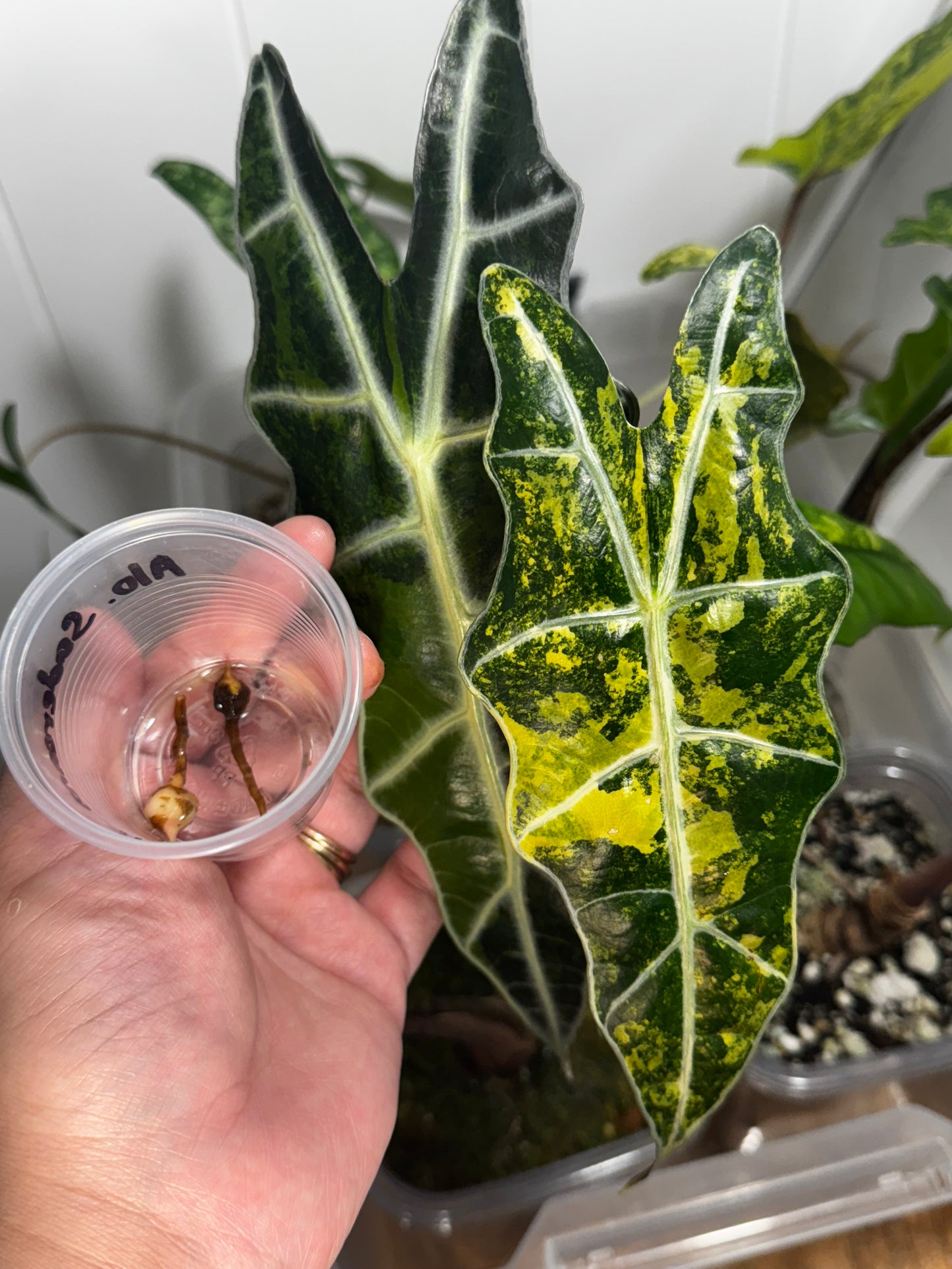 Alocasia Sanderiana Aurea Bull