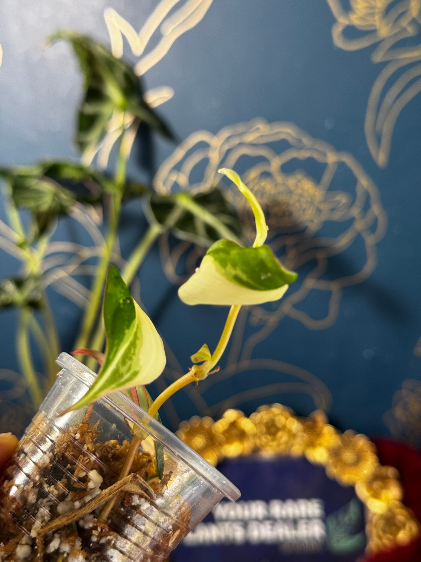 Philodendron Micans Albo/Pink