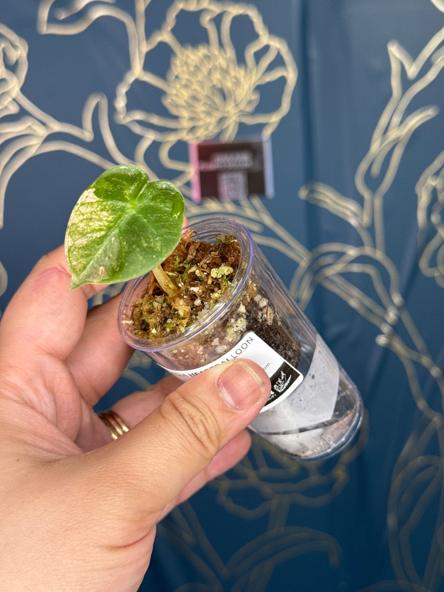 Alocasia Heart Balloon Pink ‘Pup’