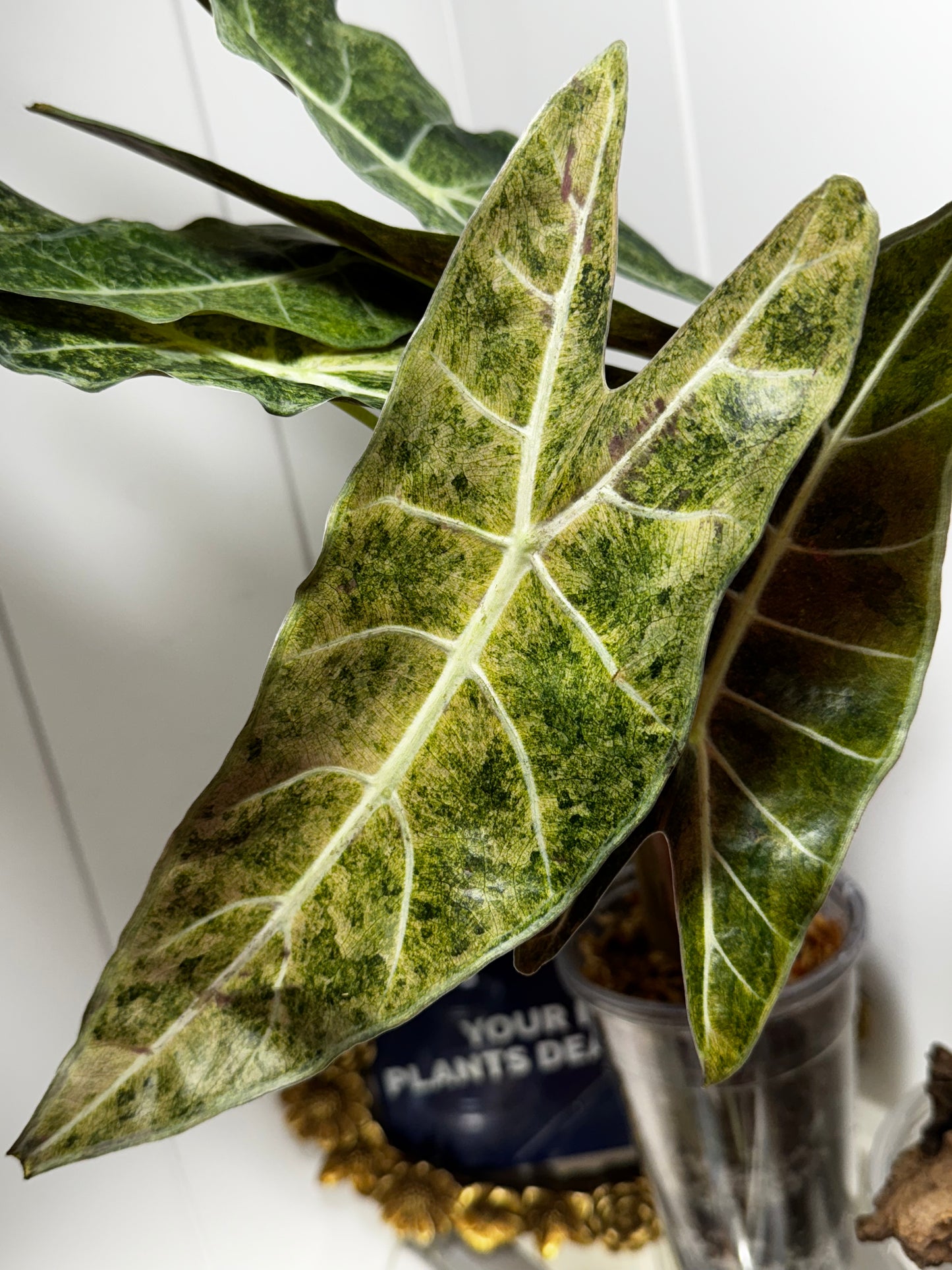 Alocasia Longiloba Black Satun “Stardust” ‘pup’