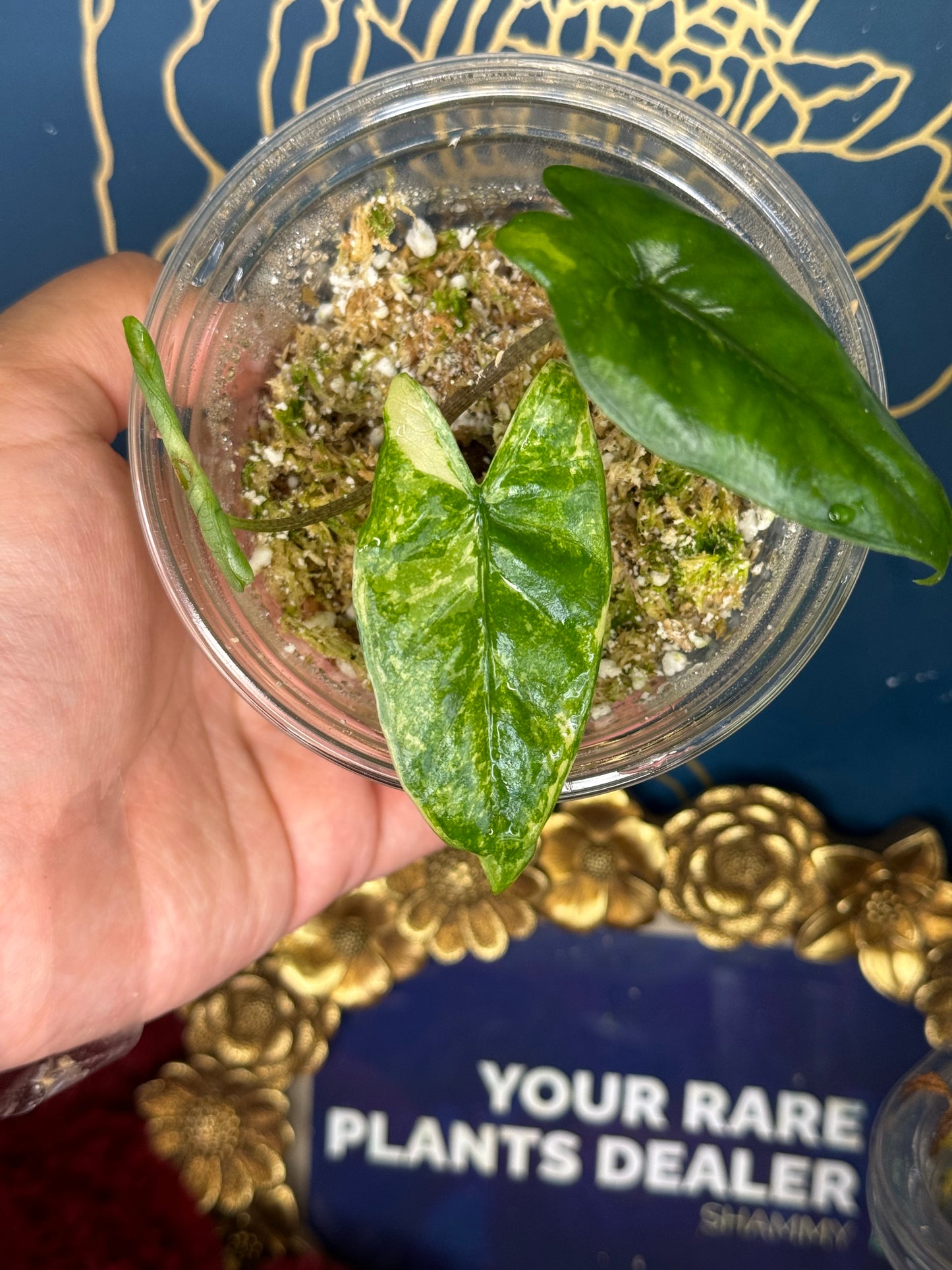 Alocasia Variegated Corazon