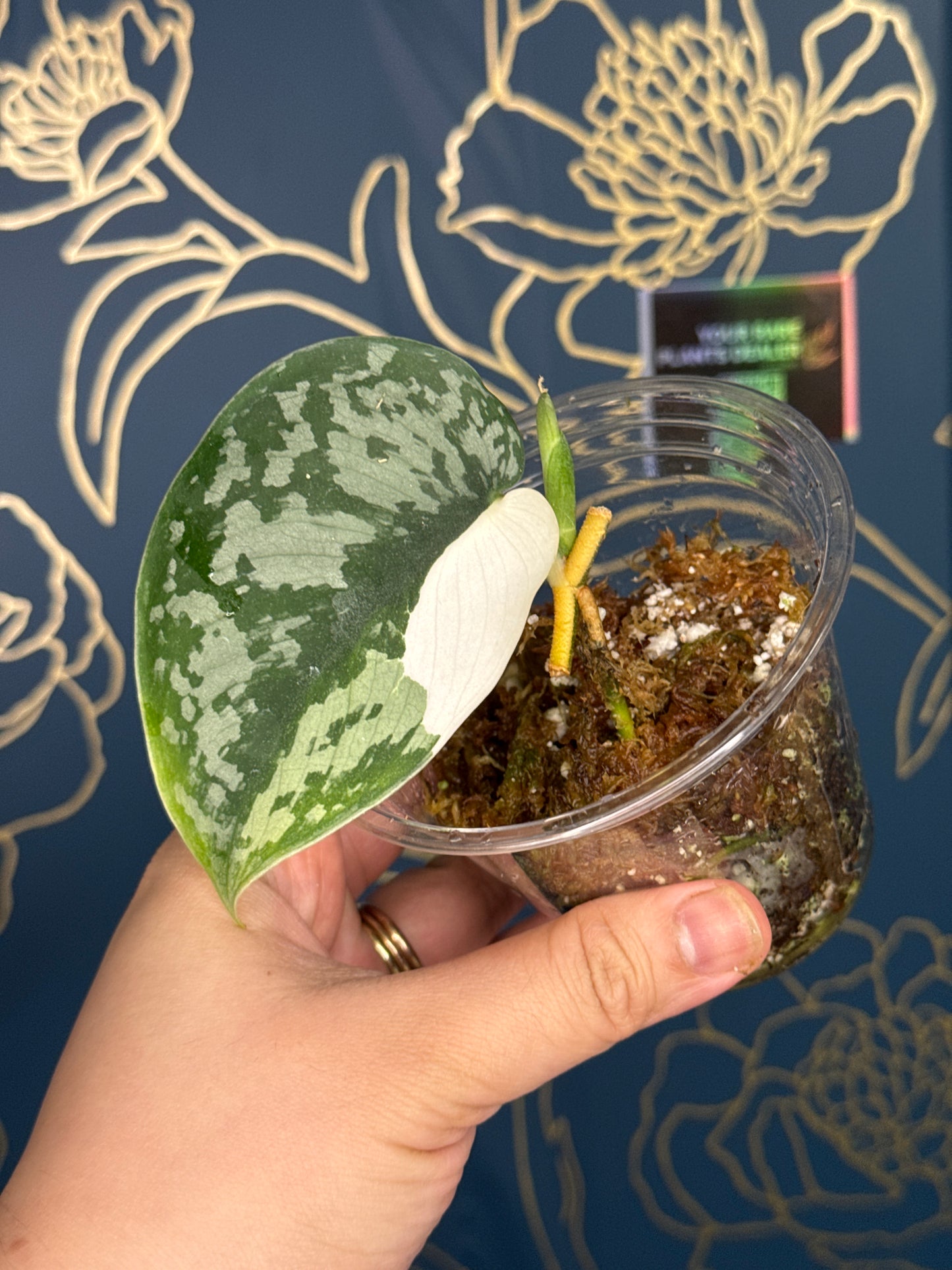 Scindapsus Exotica Albo