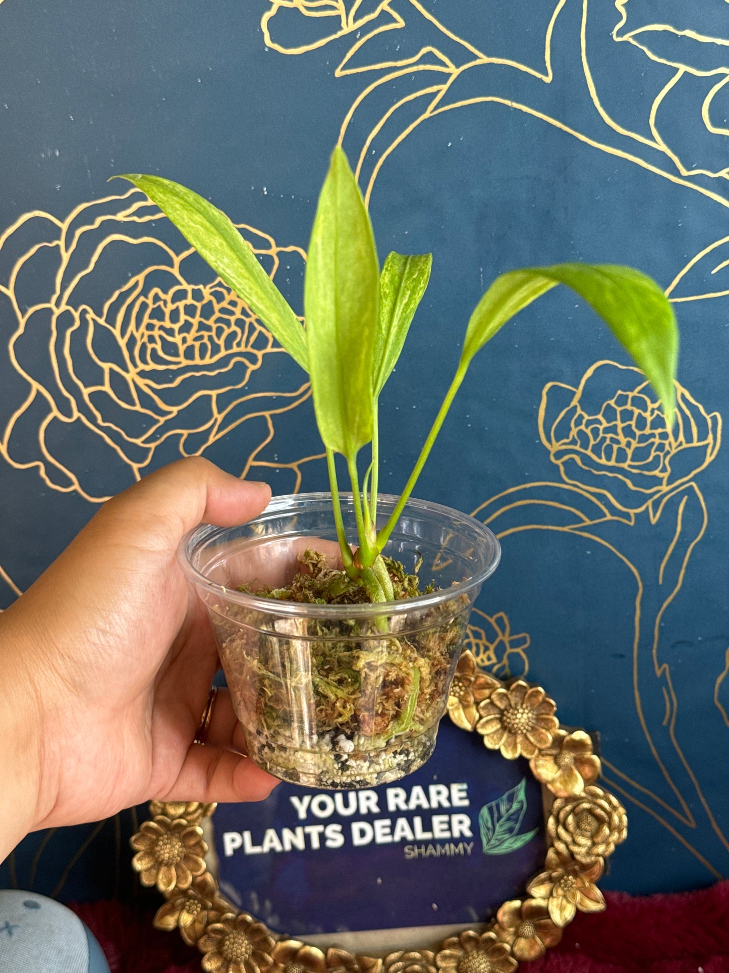 Anthurium Vittarifolium Variegated