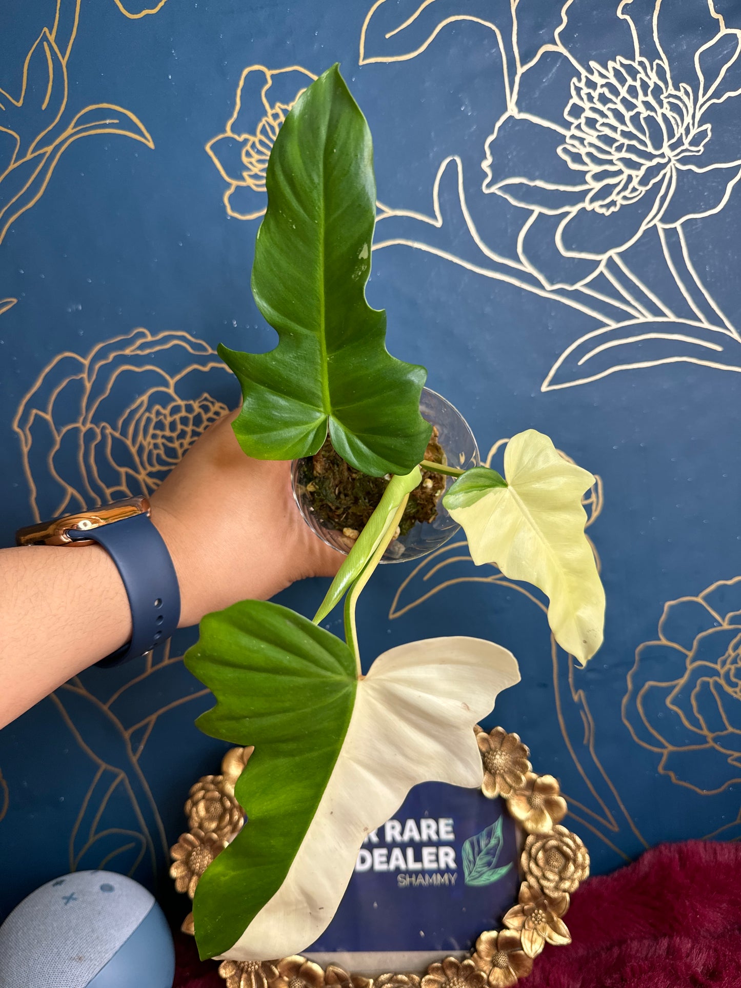 Philodendron Golden Dragon Variegated