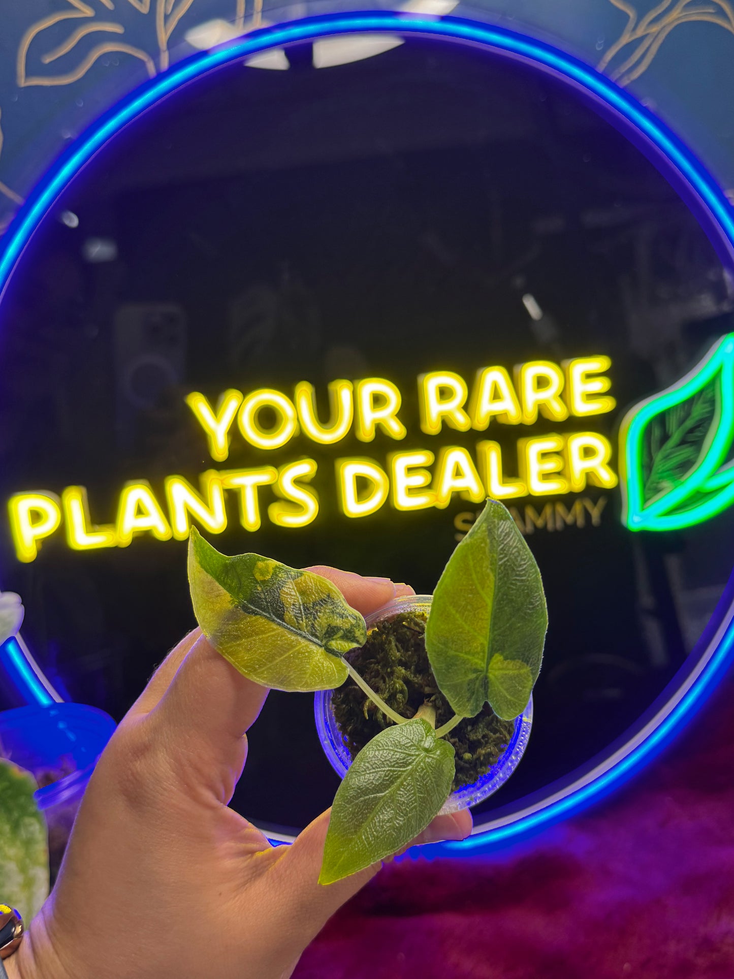 Alocasia Antoro Velvet Aurea