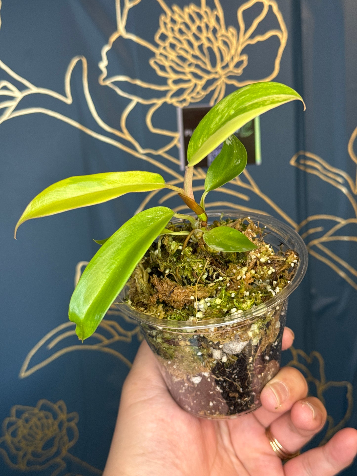 Philodendron Florida Beauty X Tortum