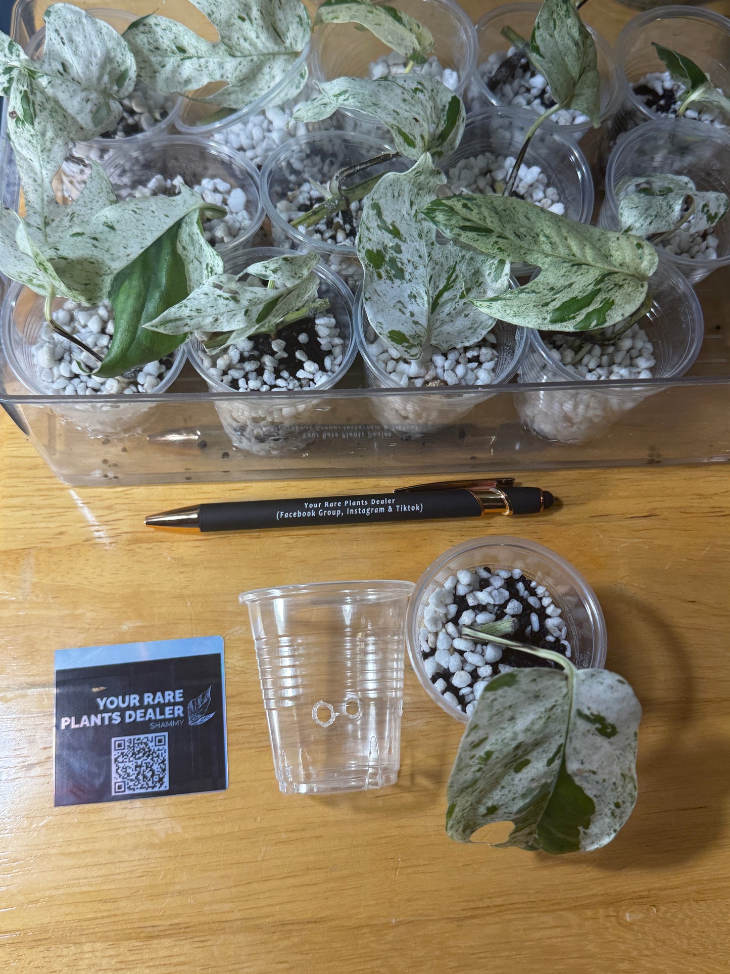 Clear Propagation Pot 3oz