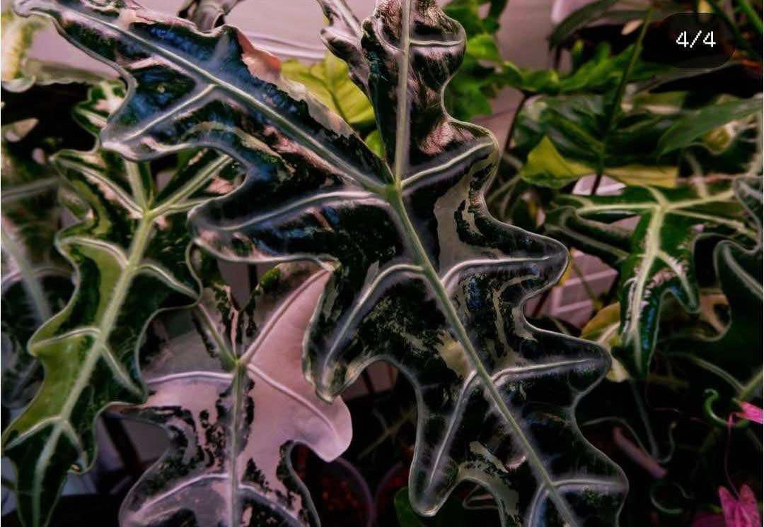 Alocasia Nobilis Pink ‘K’ (Pre-order)