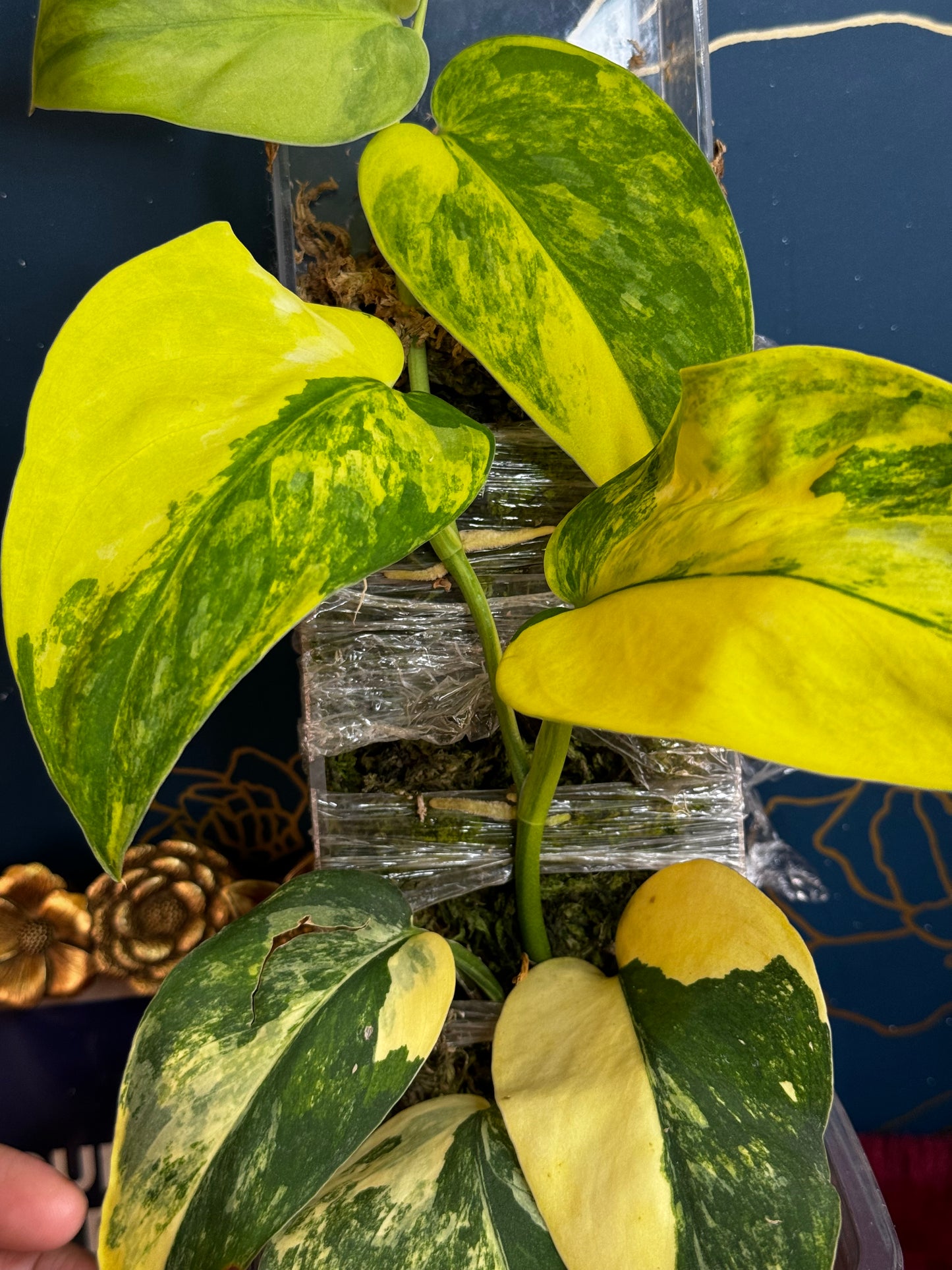 Scindpasus Suwarmabhumi “One leaf/node”