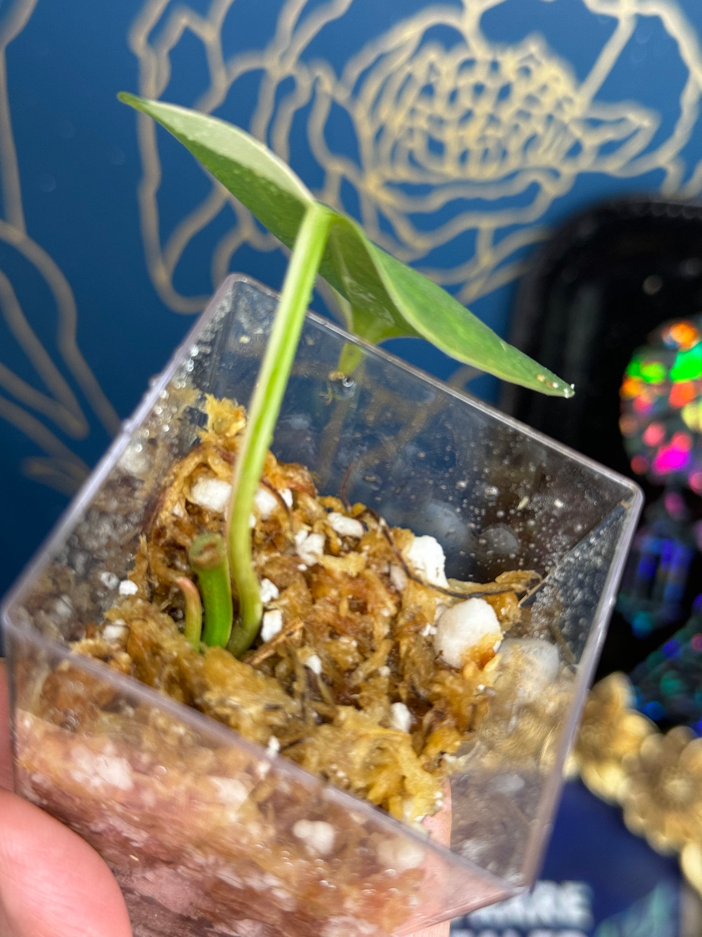 Philodendron Heartleaf Albo