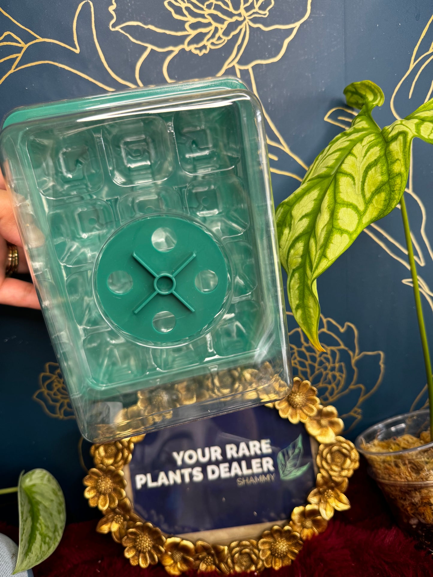 Corm/Seed/Cutting Starter Enclosed Tray