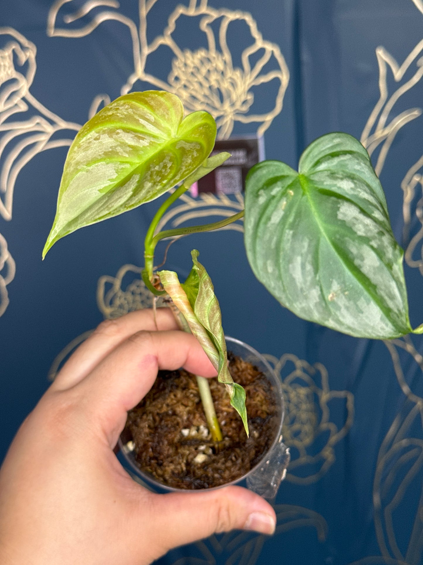 Philodendron Majestic