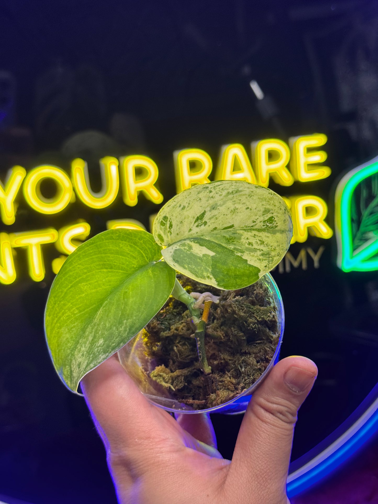 Scindpasus Sangkuriang