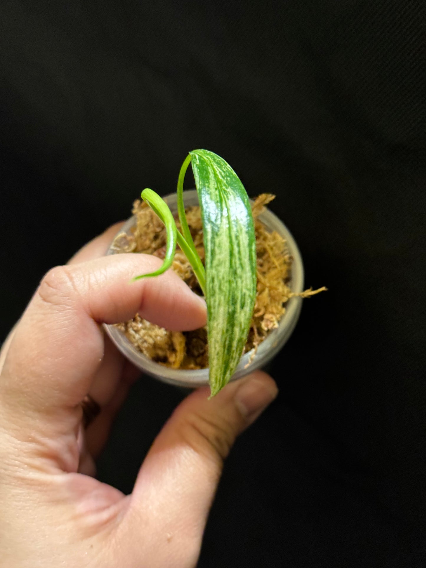 Philodendron Holtonianum Variegated