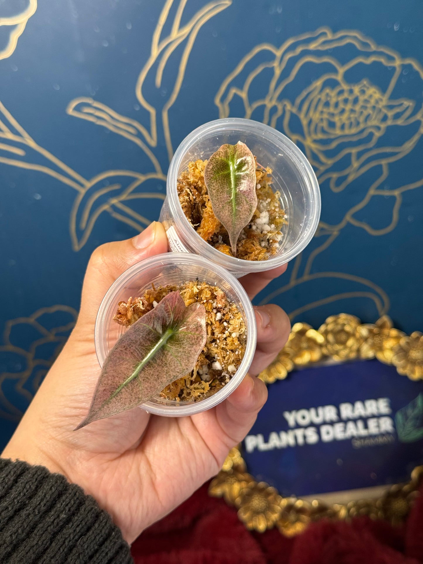 Alocasia Amazonica Poly Mint Pink