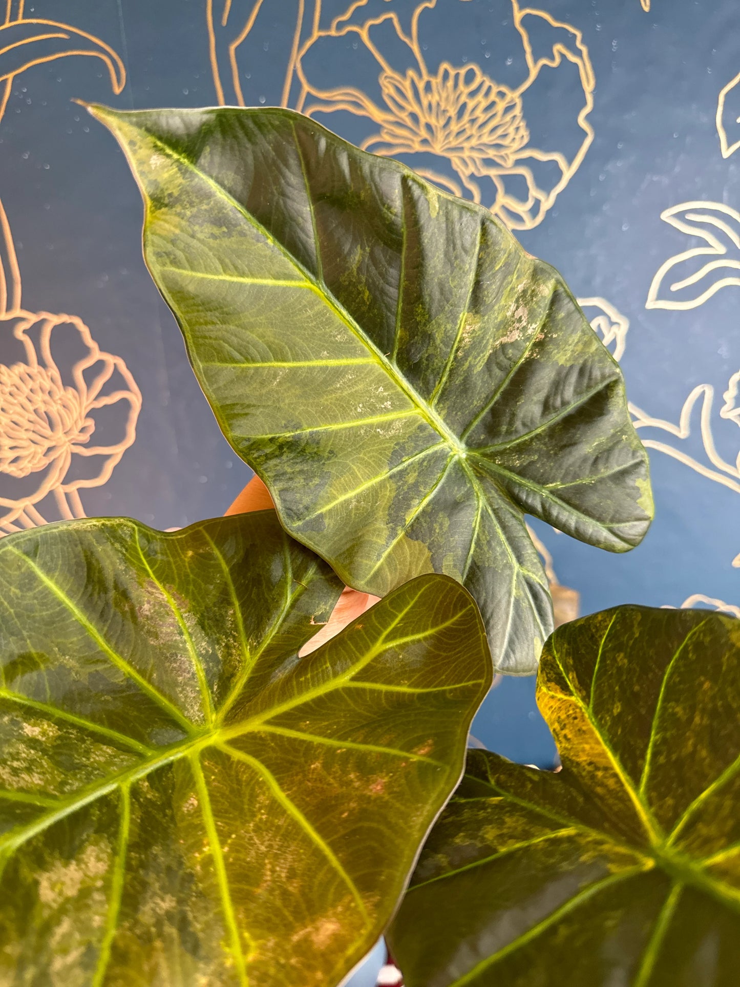 Alocasia Regal Shield Aurea/Gold “Corm”